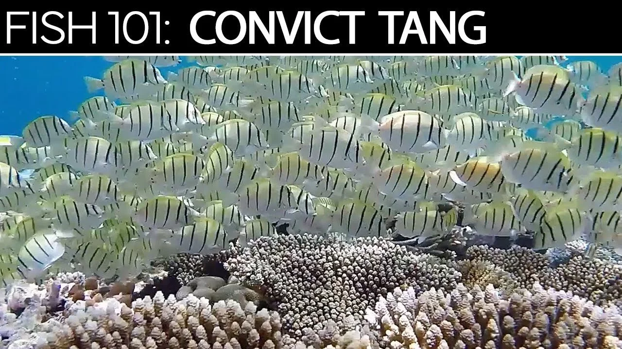 Convict Tang | Saltwater Fish Care Guides (Copy)