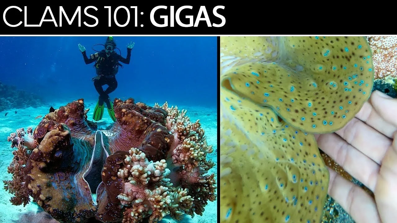 Gigas | Clams 101 Care Guide, Tips, & Troubleshooting