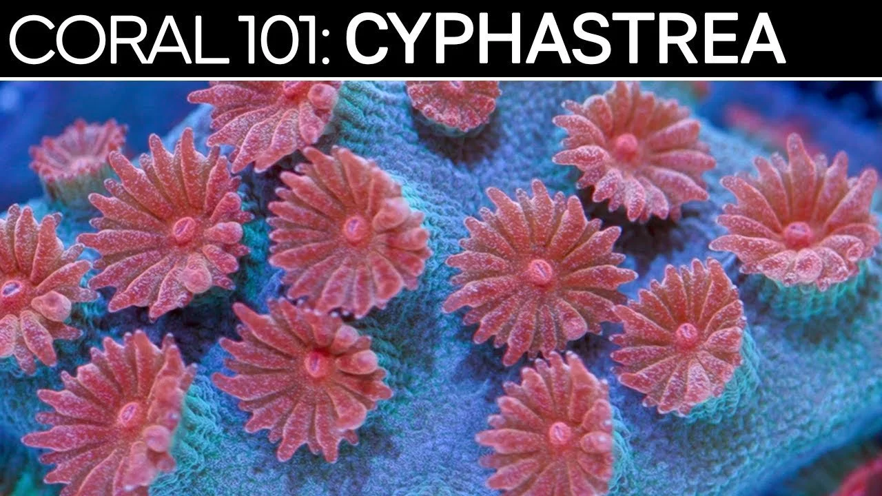 Cyphastrea | Coral 101 Care Guide, Tips, & Troubleshooting (Copy)