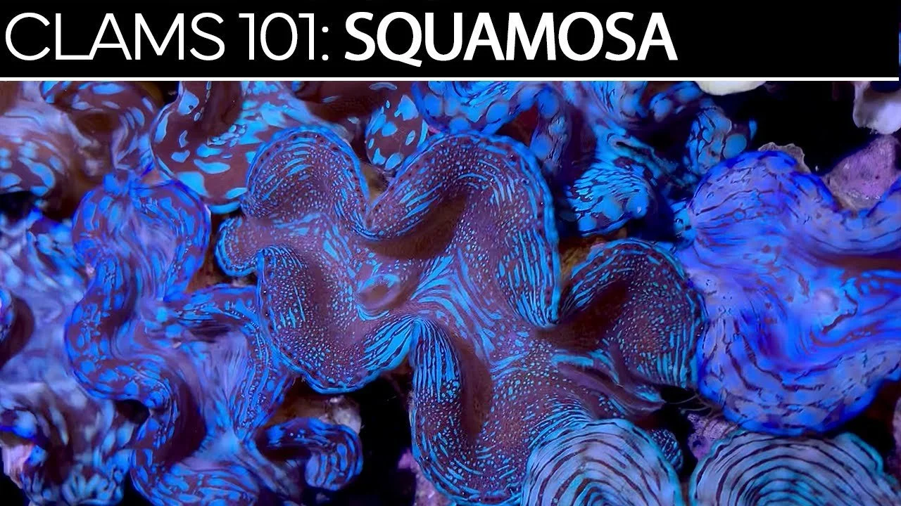 Squamosa | Clams 101 Care Guide, Tips, & Troubleshooting
