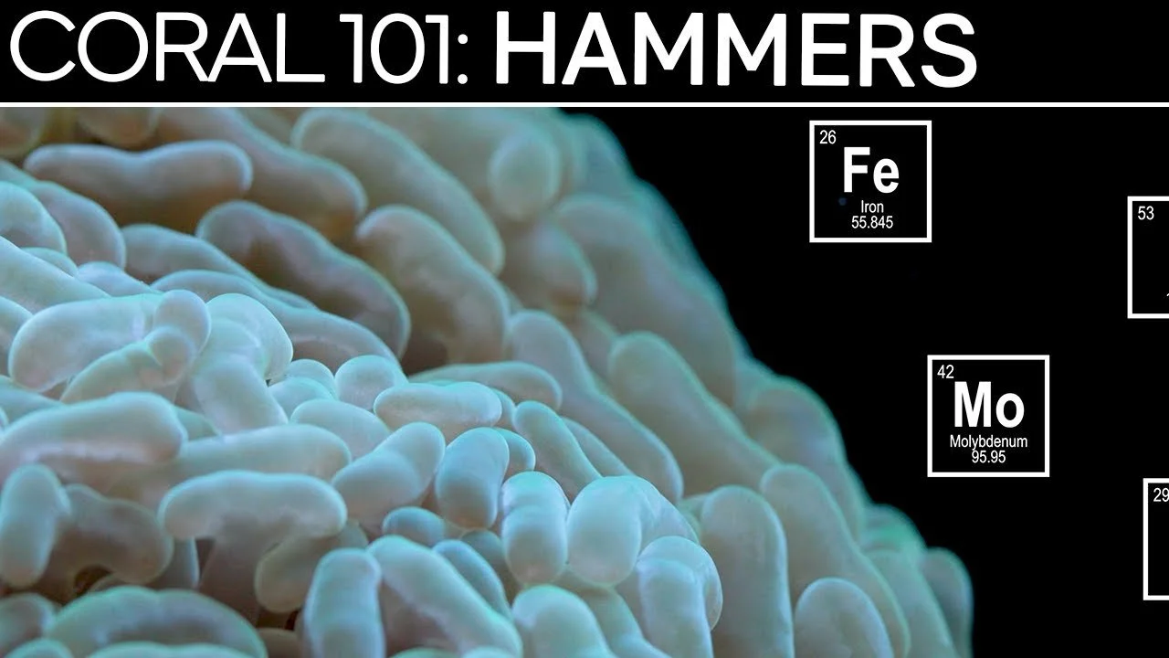 Hammer Coral | Coral 101 Care Guide, Tips, & Troubleshooting (Copy)