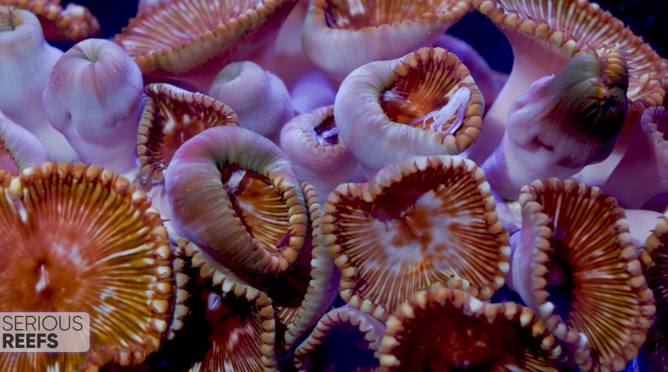 Colony Eating