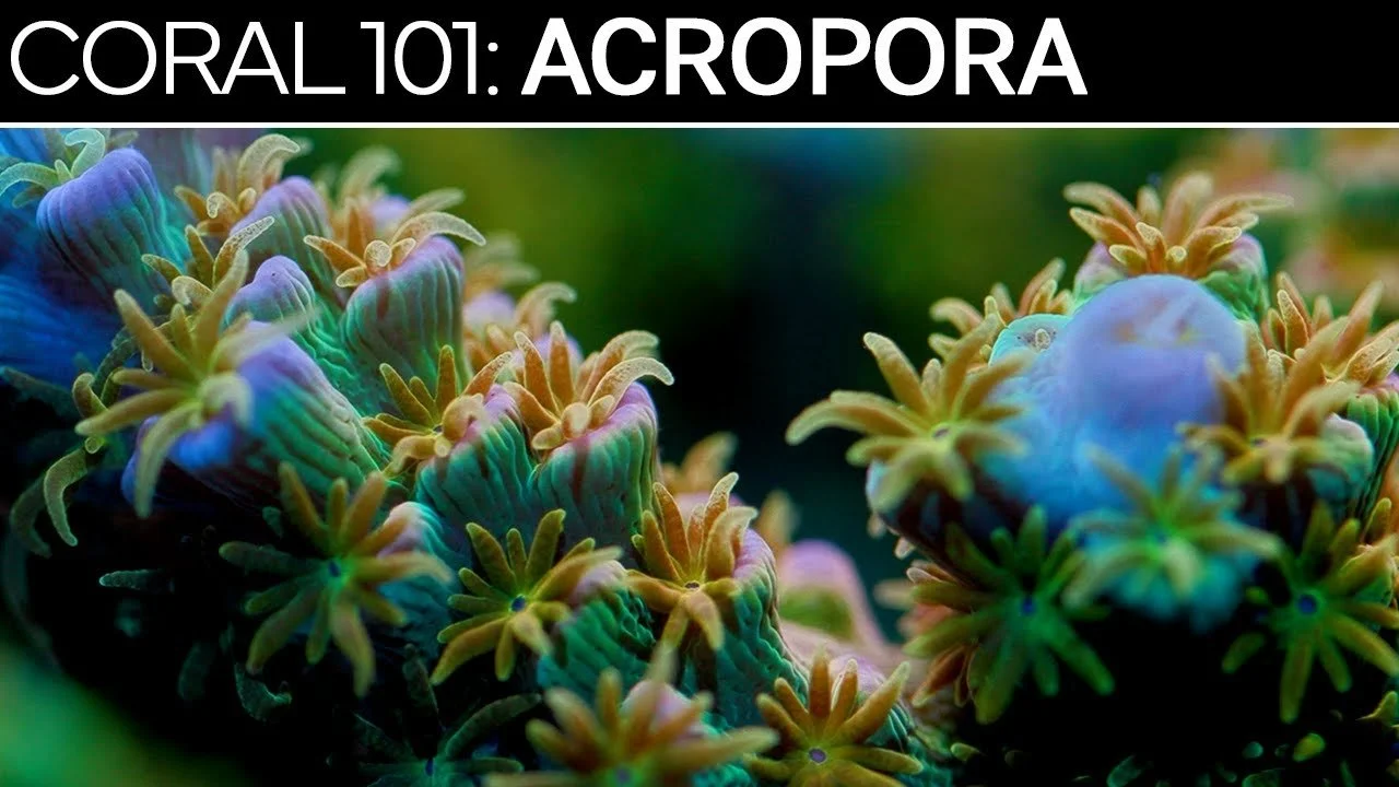 ACROPORA | Coral 101 Care Guide, Tips, & Troubleshooting (Copy)