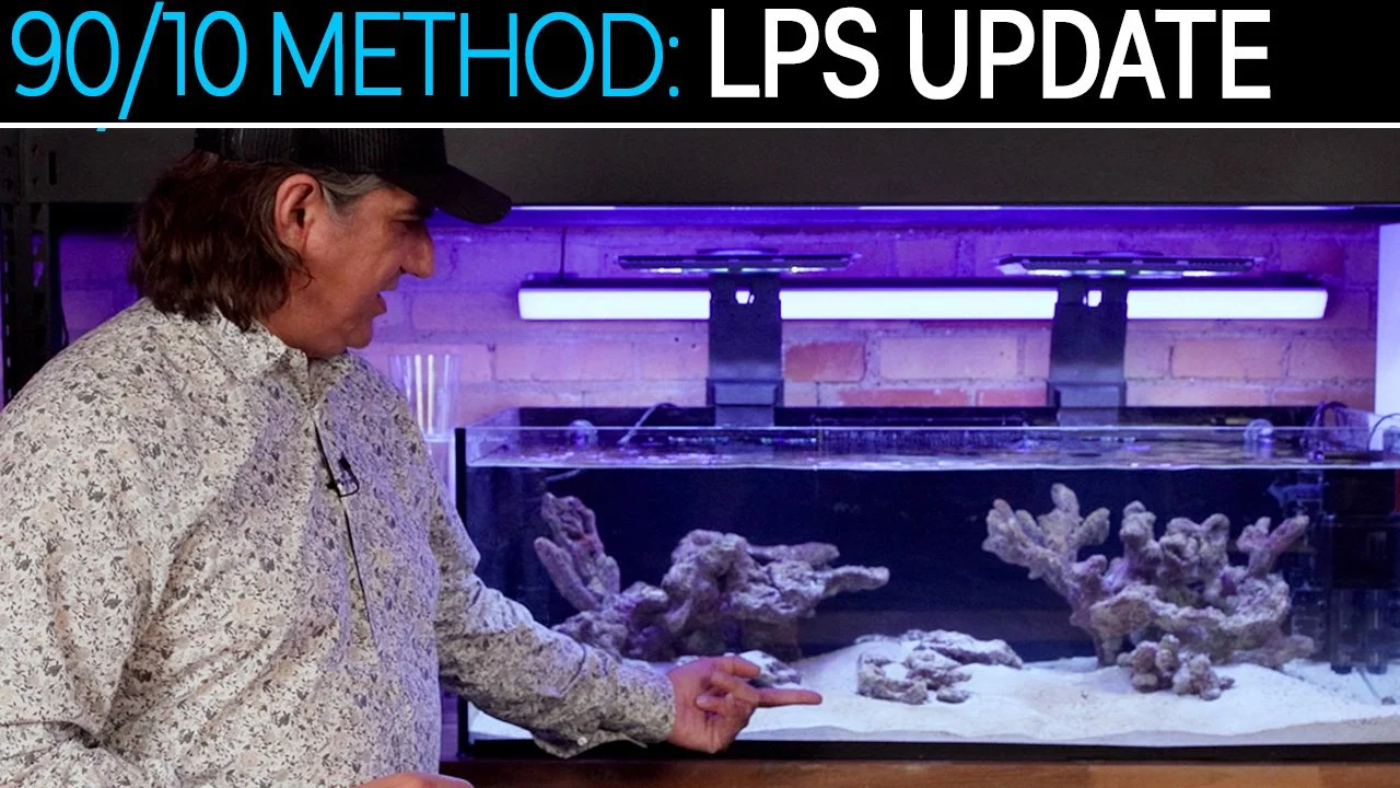 LPS Tank Update: Biome Cycle Progress, DIY AIO Overflow, Aquascape Reveal &amp; More