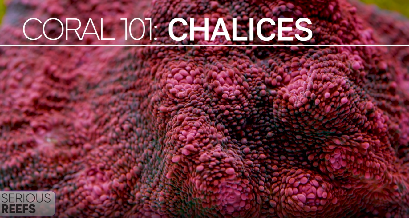 CORAL 101: Chalice