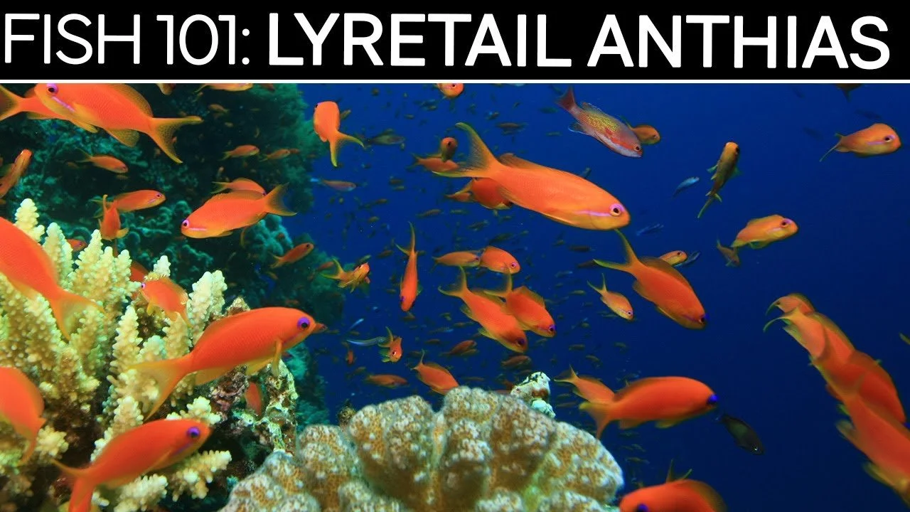 Lyretail Anthias | Saltwater Fish Care Guides (Copy)