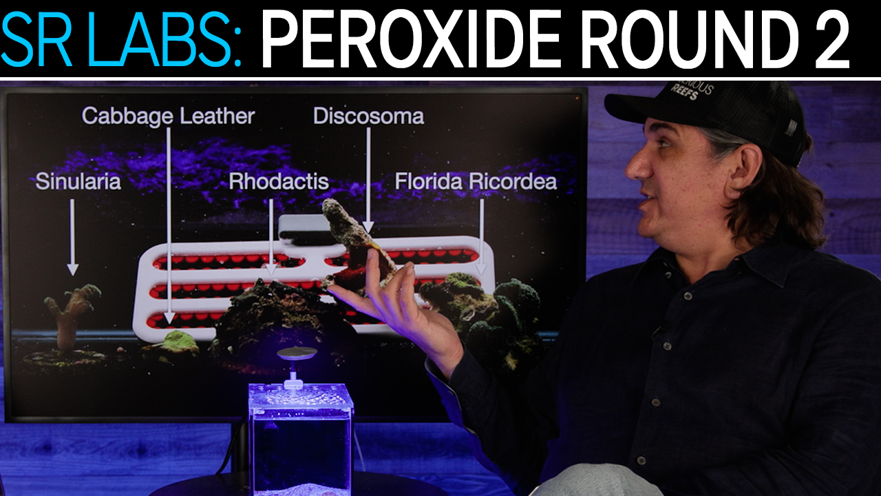 We Tested Hydrogen Peroxide Dips on Five New Corals: Duration vs Concentration | SR Labs