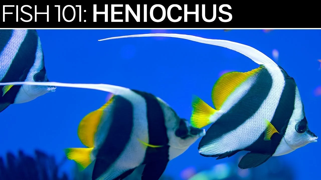 Heniochus Butterflyfish | Saltwater Fish Care Guides (Copy)