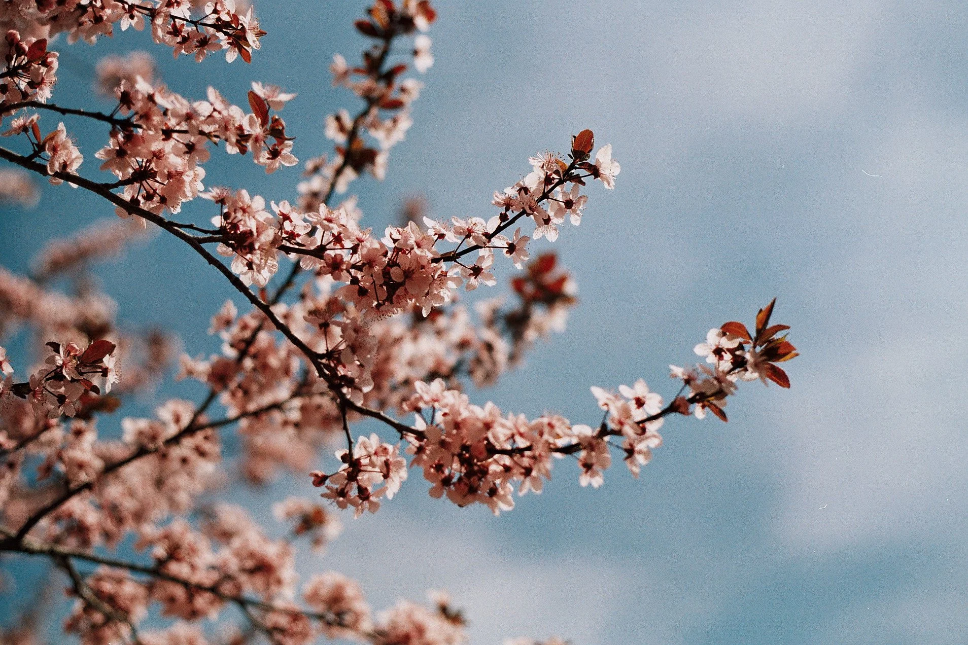Close-up of pink cherry blossoms on branches against a blue sky.