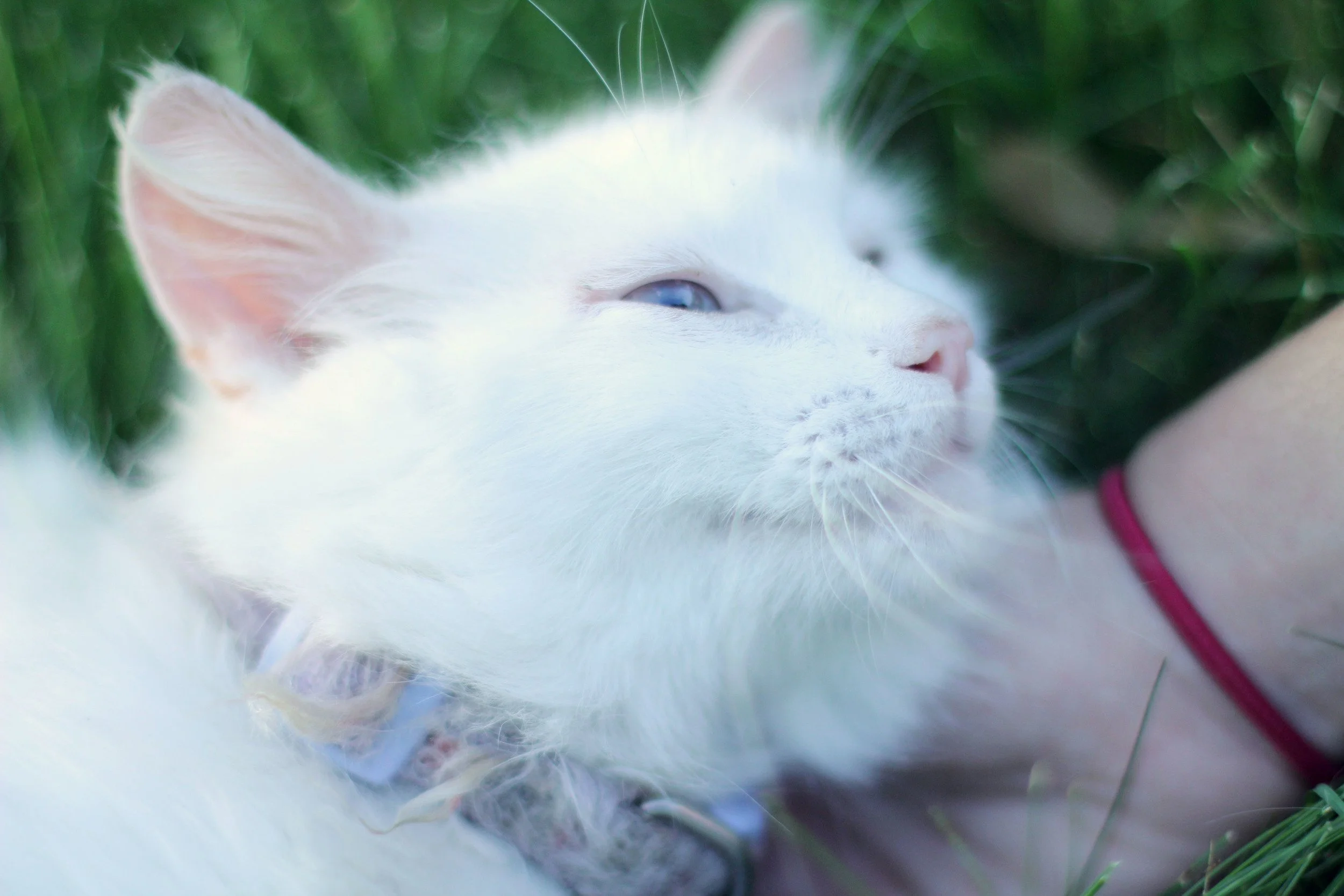 Close-up of a white cat lying in green grass with eyes partly closed, wearing a collar and red wristband.