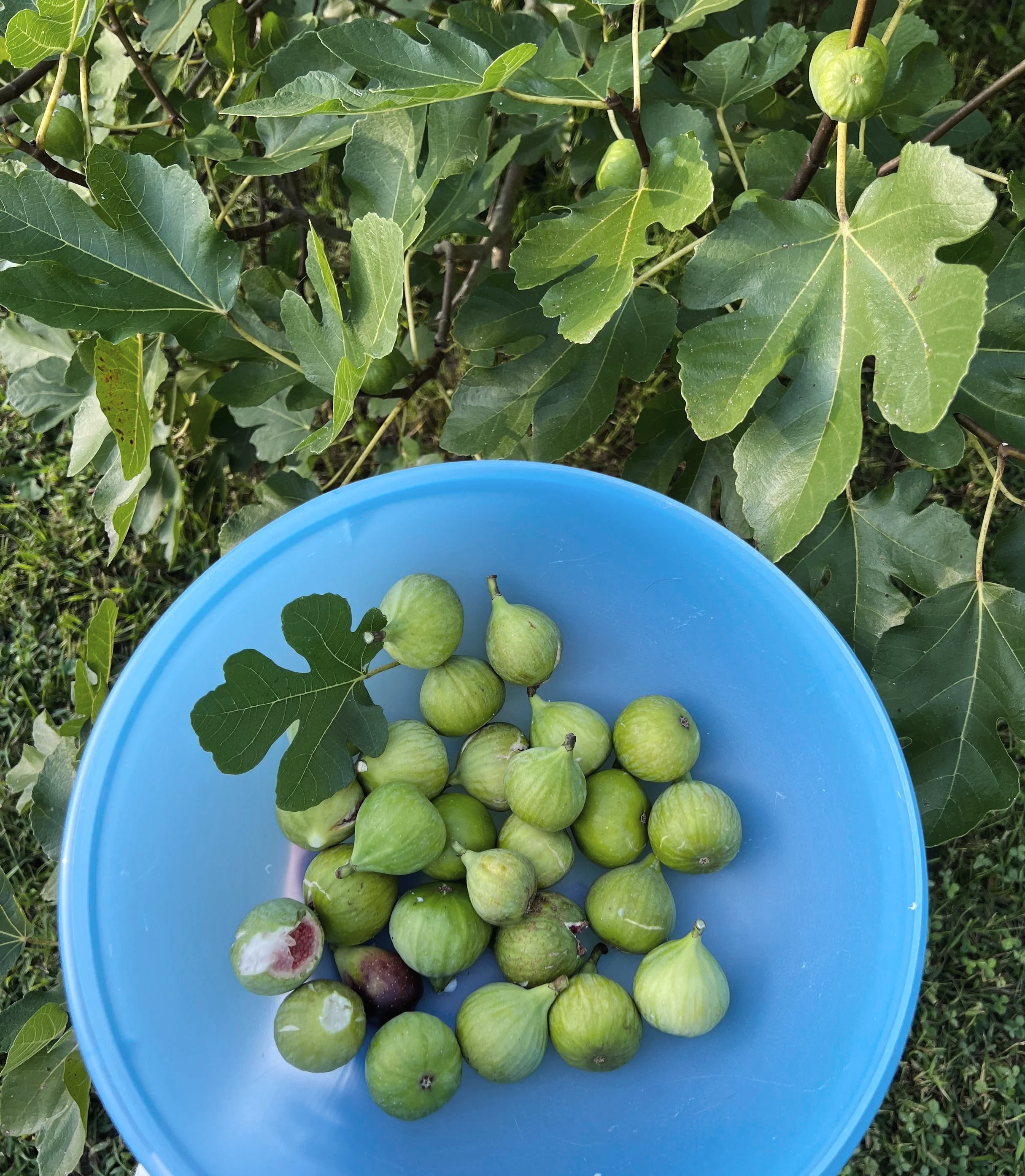 the sweetness of home