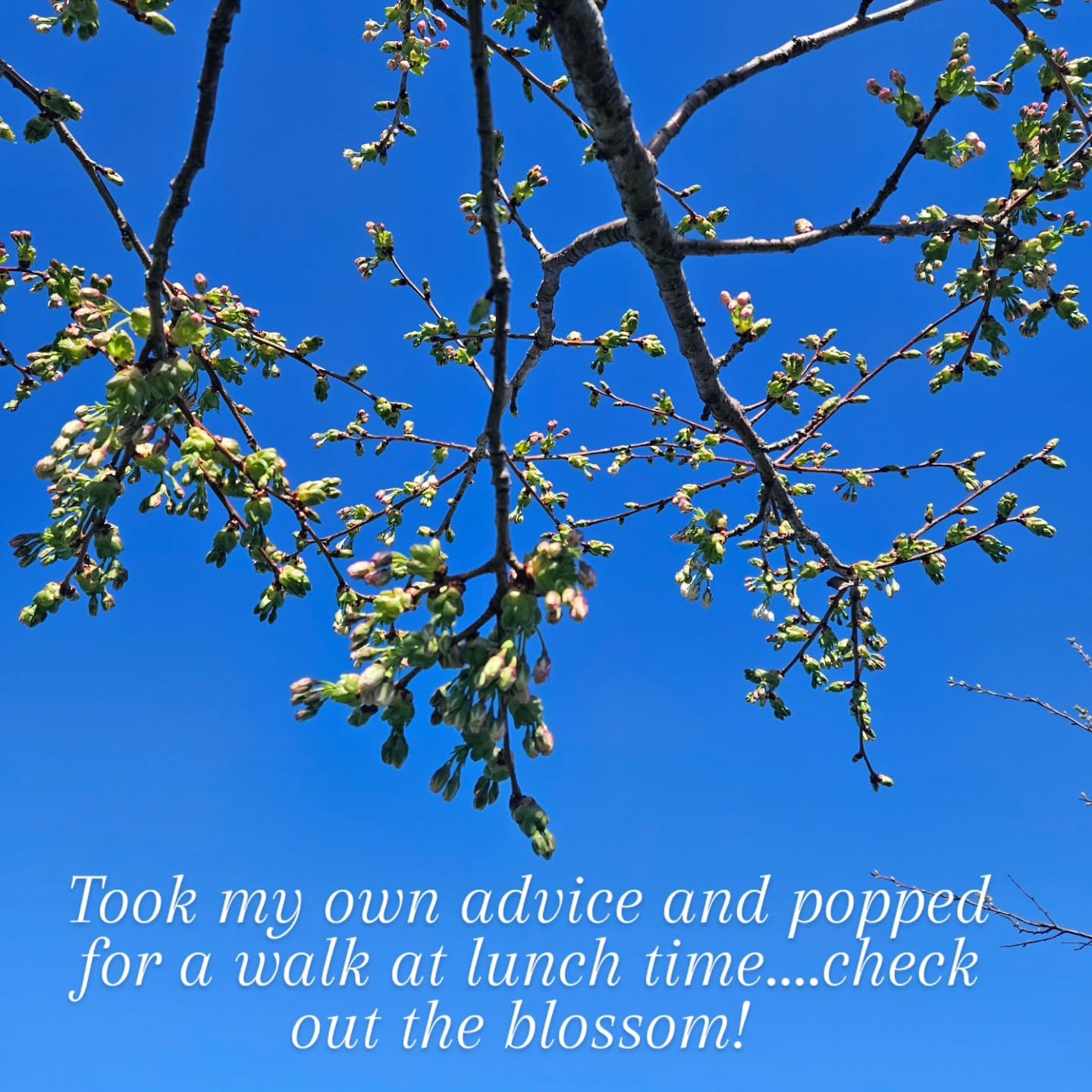 Little lunchtime walk checking out the blossom....

#mindfulwalk #wellbeingcoaching #wellbeinginnature #walk #springday