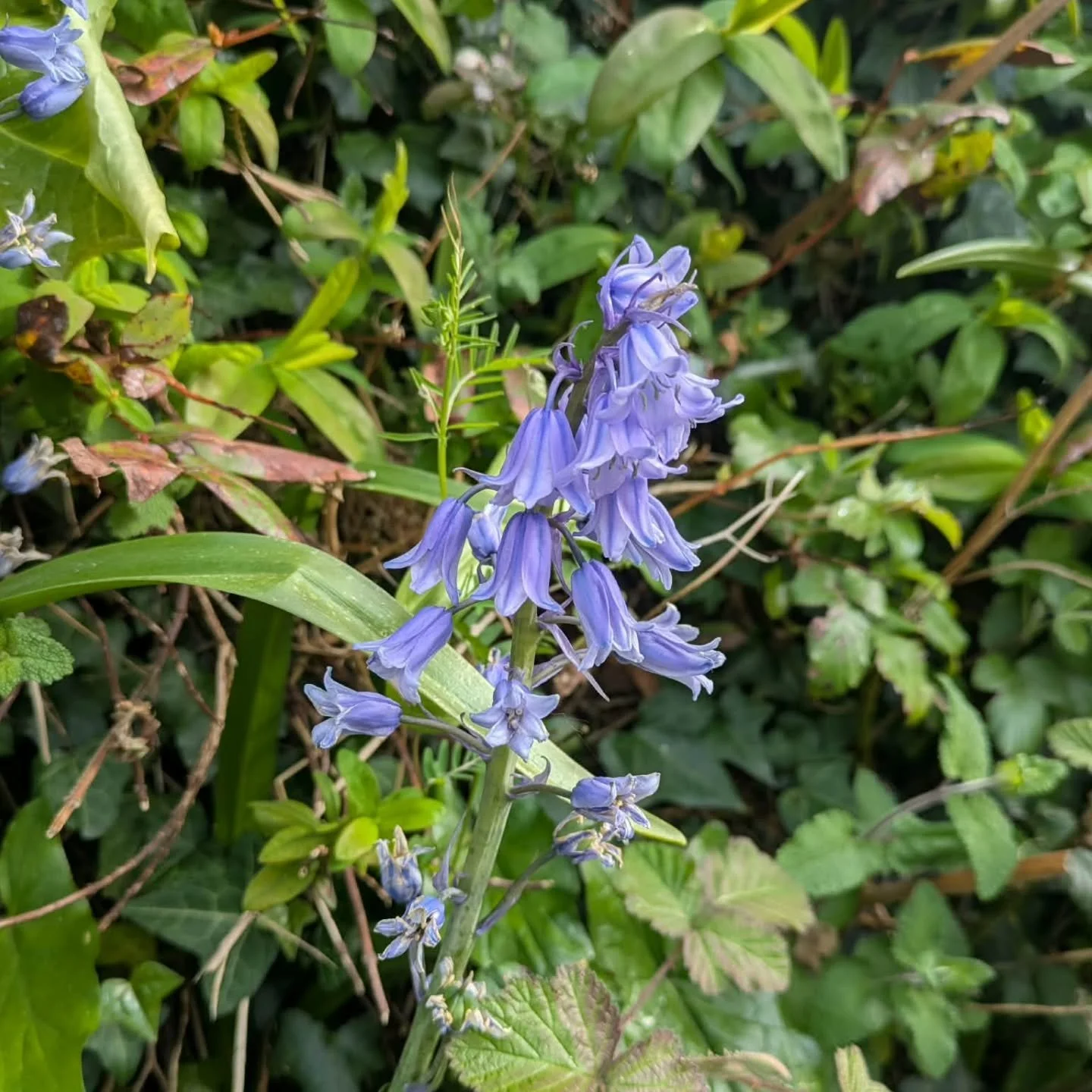 Short mindful walk today and to help me stay present and aware I kept a look out for the colour blue. 

This is a super easy way to add some mindfulness and present awareness into your day because you can just add in whenever you walk anywhere. You c