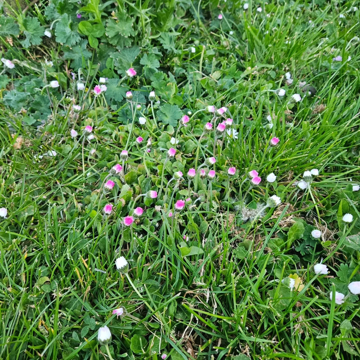 A little reminder that even the flowers rest....so you can too....

#rest #daisy #restisproductive #wellbeing #selfcare