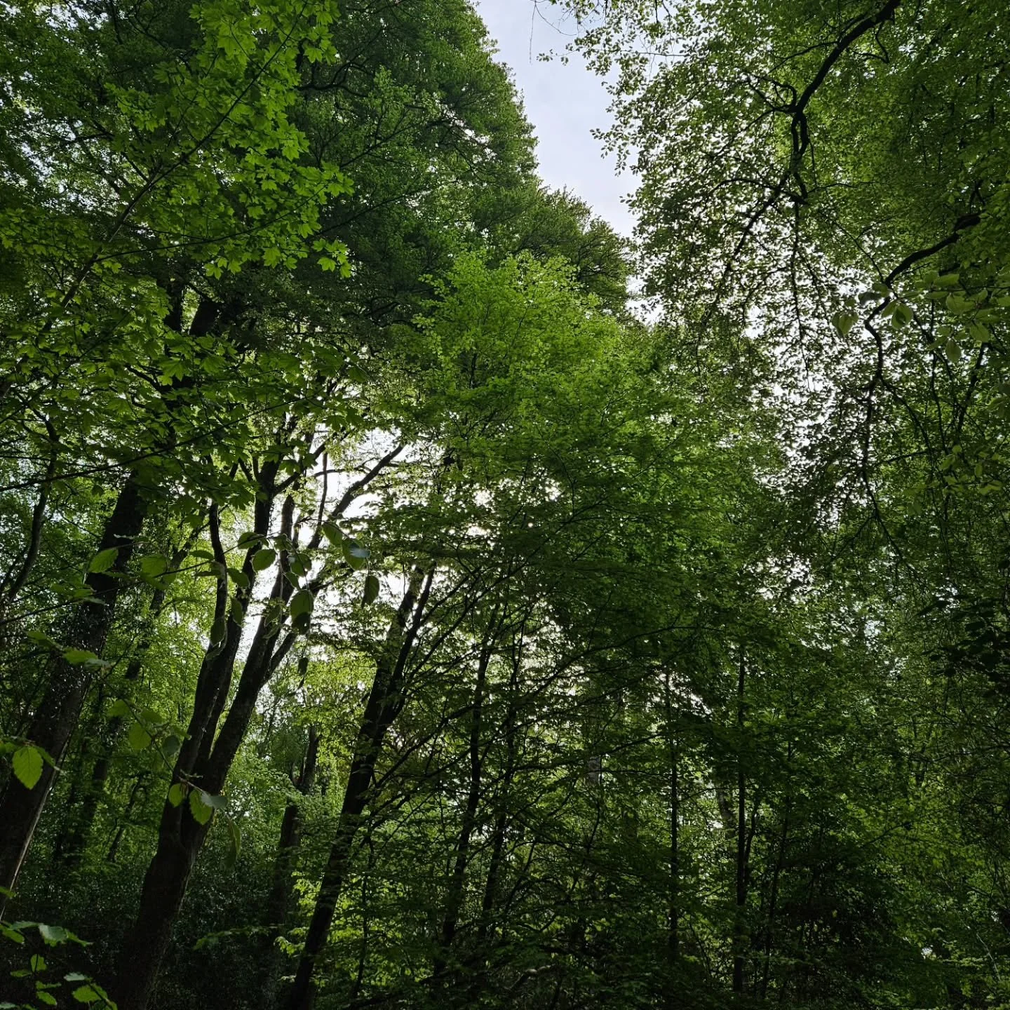 Just spent the most wonderful couple of hours on a guided bird song walk at Parke @dartmoornt . A lovely way to start the day (even if it meant getting up early), spending a couple of hours connecting with nature, being mindful and sharing it all wit
