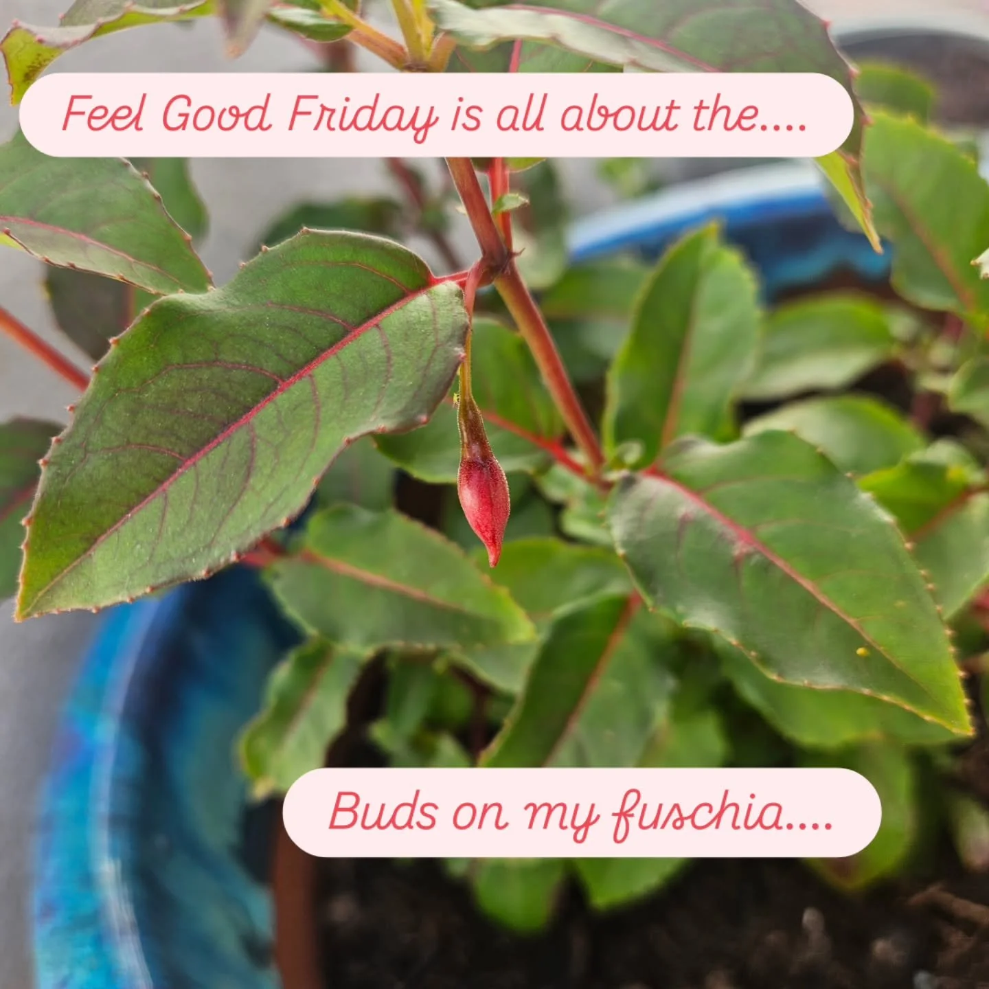 This week's highlights! 

Special mention to @germanspeakorg for putting up with me for all this time and to @brewteaco for making me a functioning human being! 

#feelgoodfriday #joy #tealover #selfcare #wellbeing