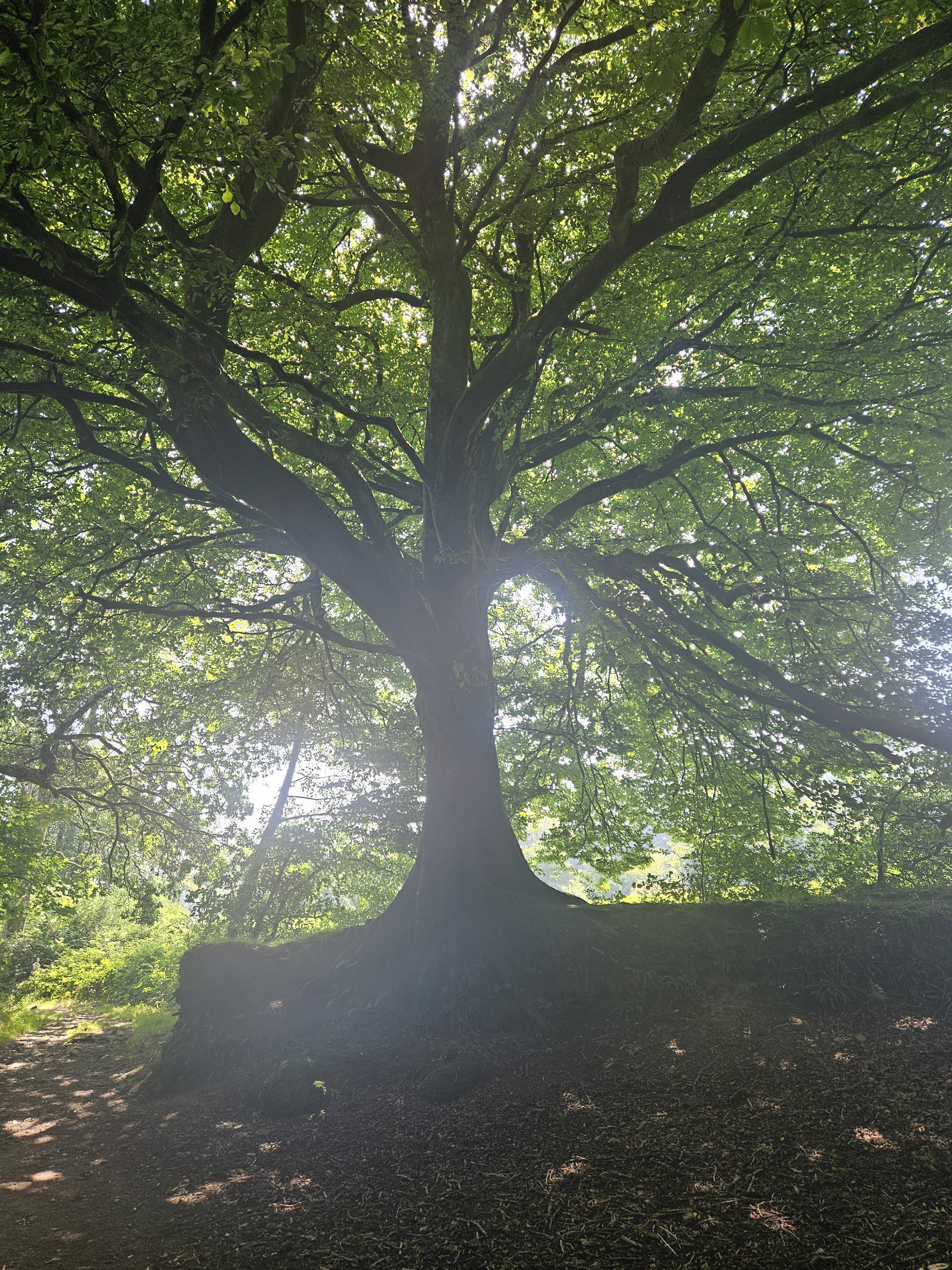 A large tree with a thick trunk and abundant green leaves, sunlight filtering through the branches, in a forest.