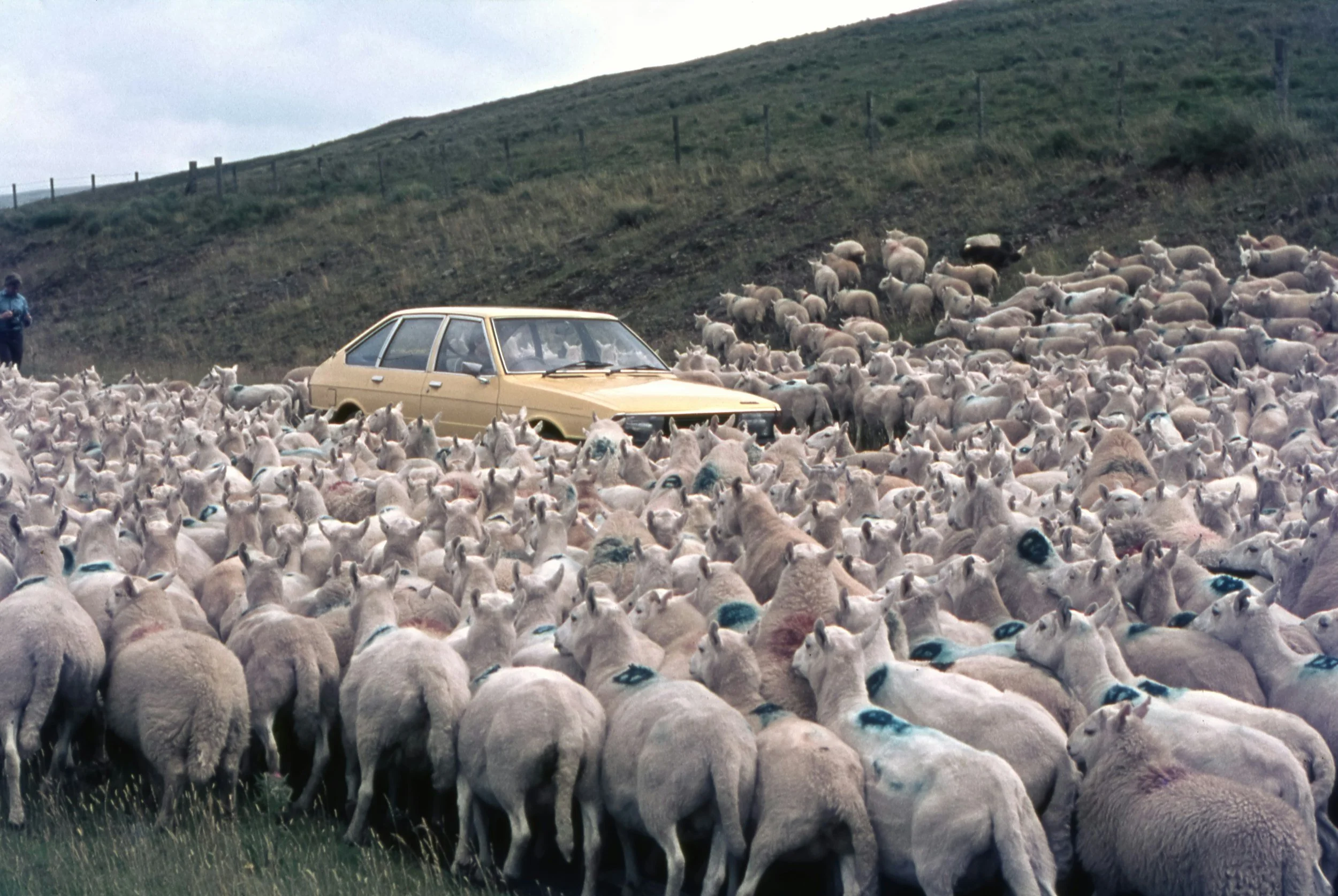 A light-colored car surrounded by a large flock of sheep in a grassy field, with two people in the background, and a hill with a fence in the distance.