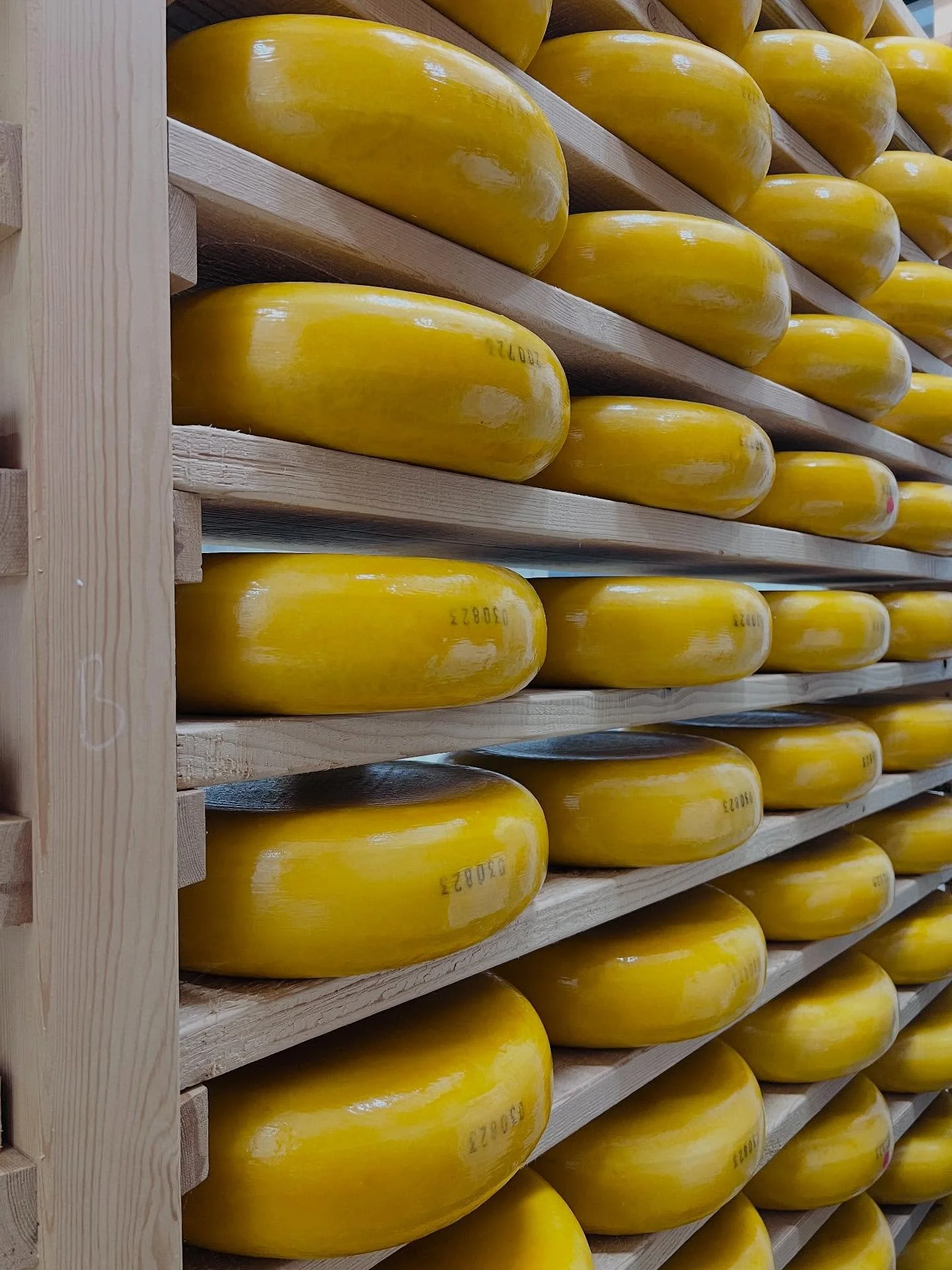 Colour inspiration for our tiles from this golden waxed Coolea, made on a small farm in Coolea, County Cork 🧀. Great to tour our neighbour and supplier @nealsyarddairy at @spaterminus