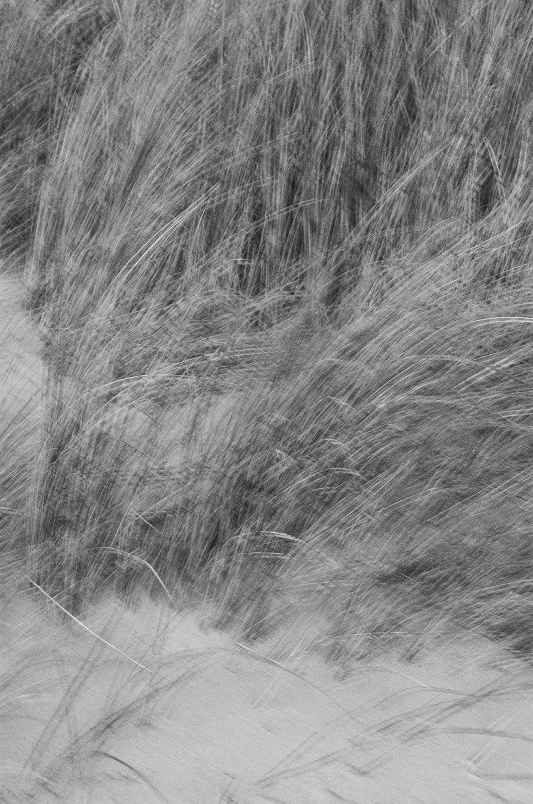 Daniela & John at Point Reyes on Film-127.jpg