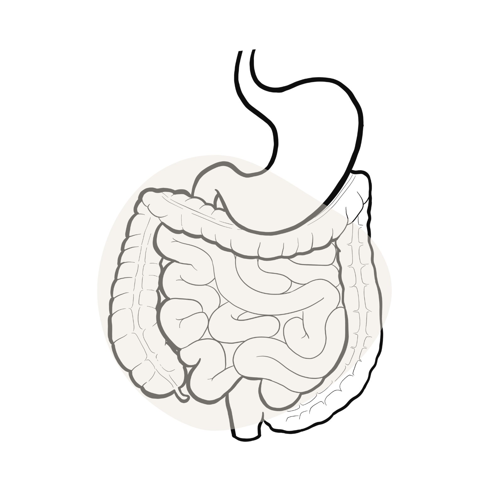 Ilustración del sistema digestivo humano, mostrando el estómago y los intestinos.