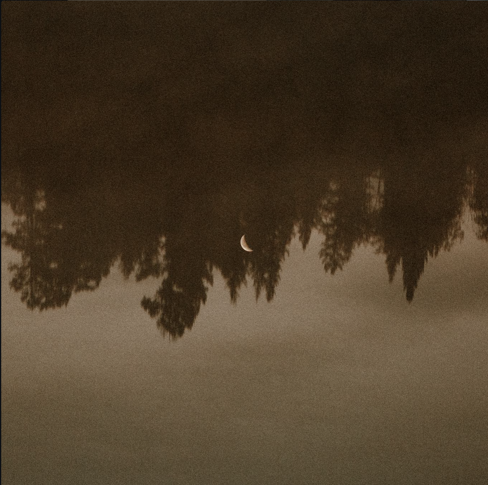 full moon upside down in forest