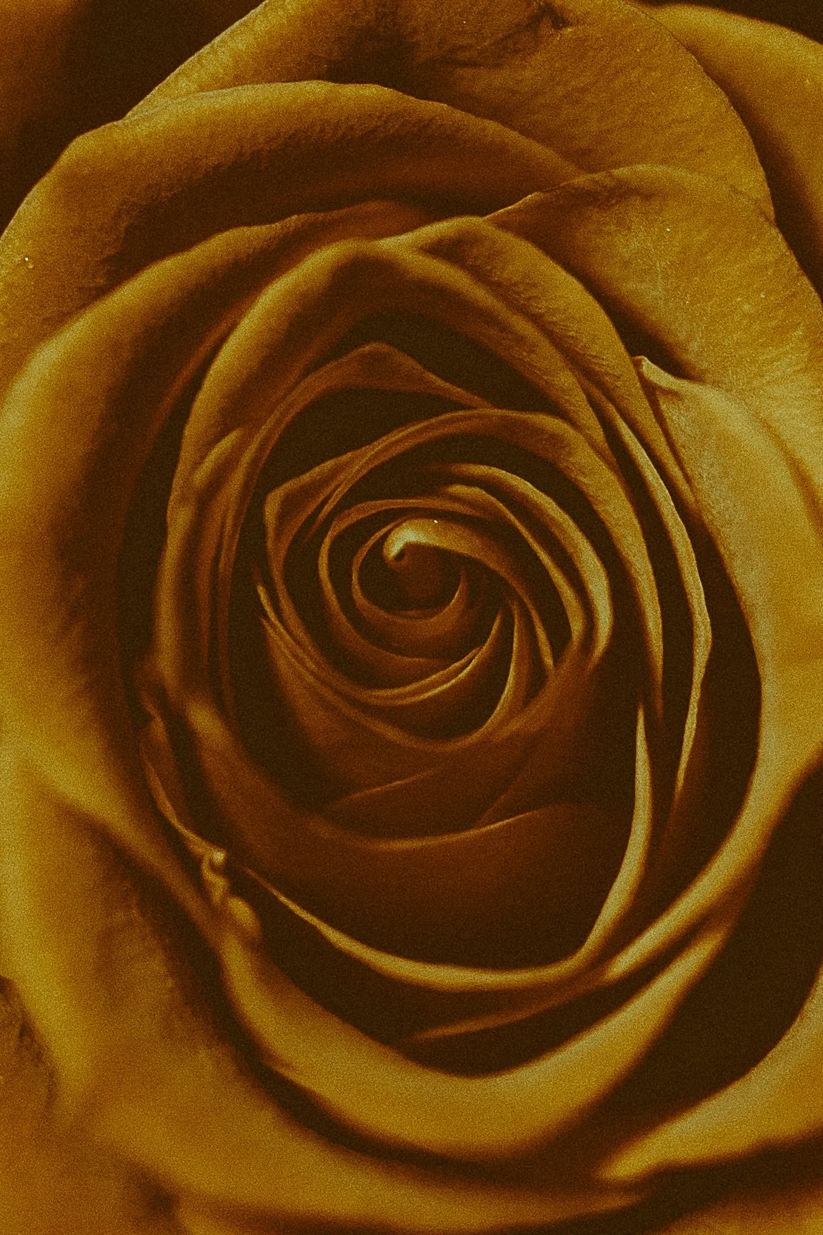 Golden rose in full bloom symbolizing sacred feminine devotion