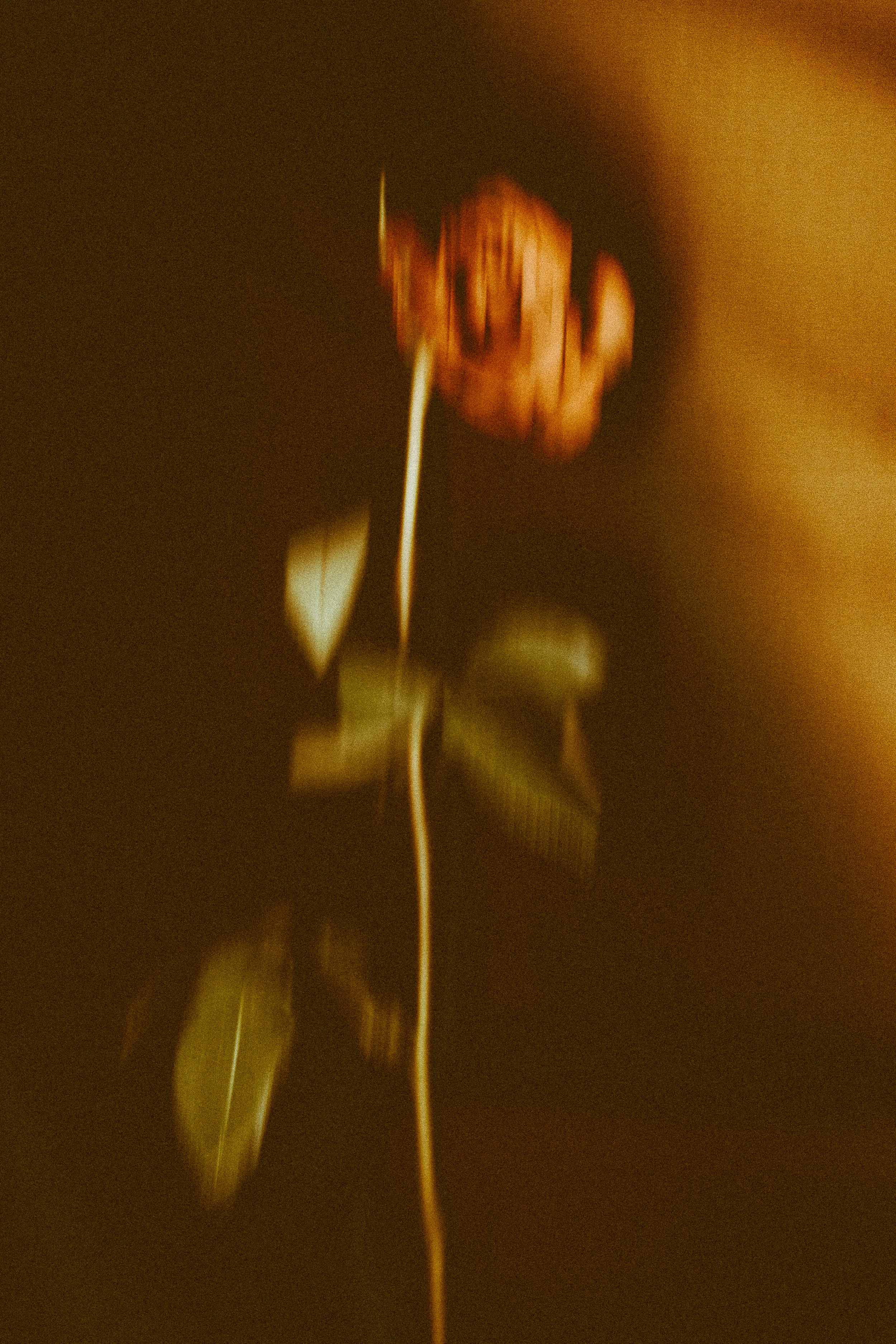 Golden rose in soft focus representing the Becoming Magdalene divine feminine course