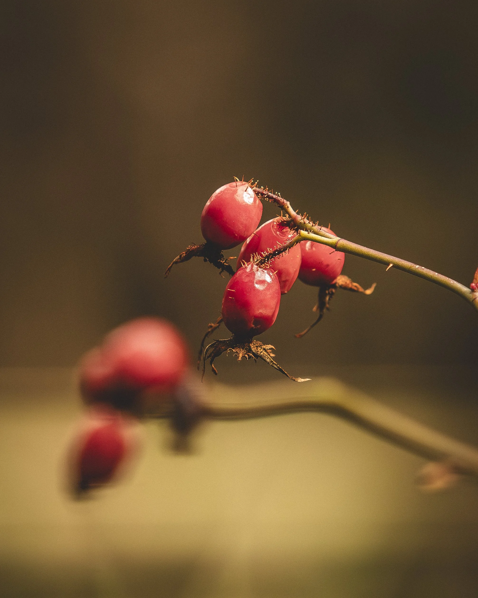 Grupos de frutos rojos en una rama con espinas verdes, fondo borroso de tonos cálidos.