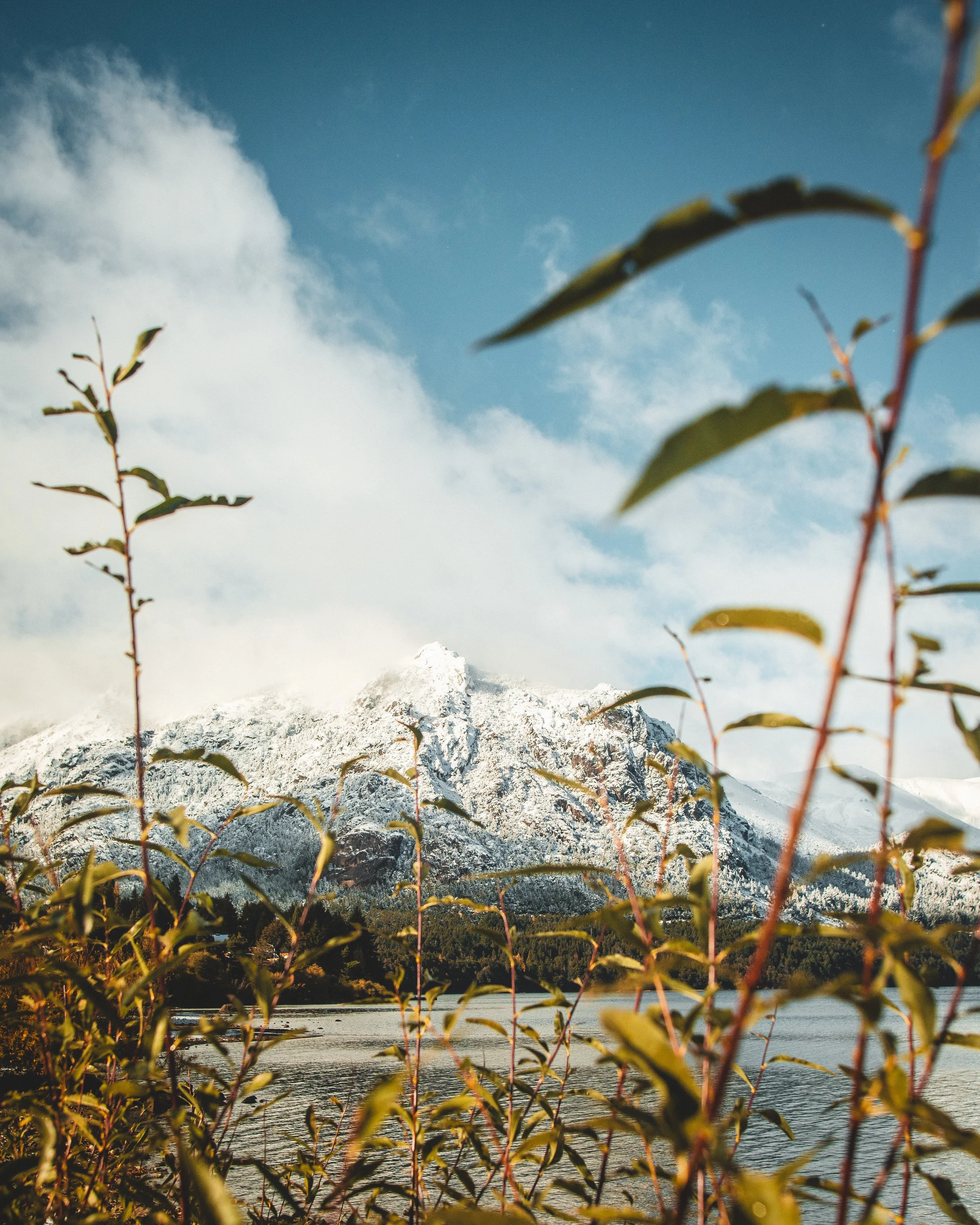 Montaña nevada al fondo, con árboles y arbustos en primer plano, cerca de un lago con reflejos del paisaje.
