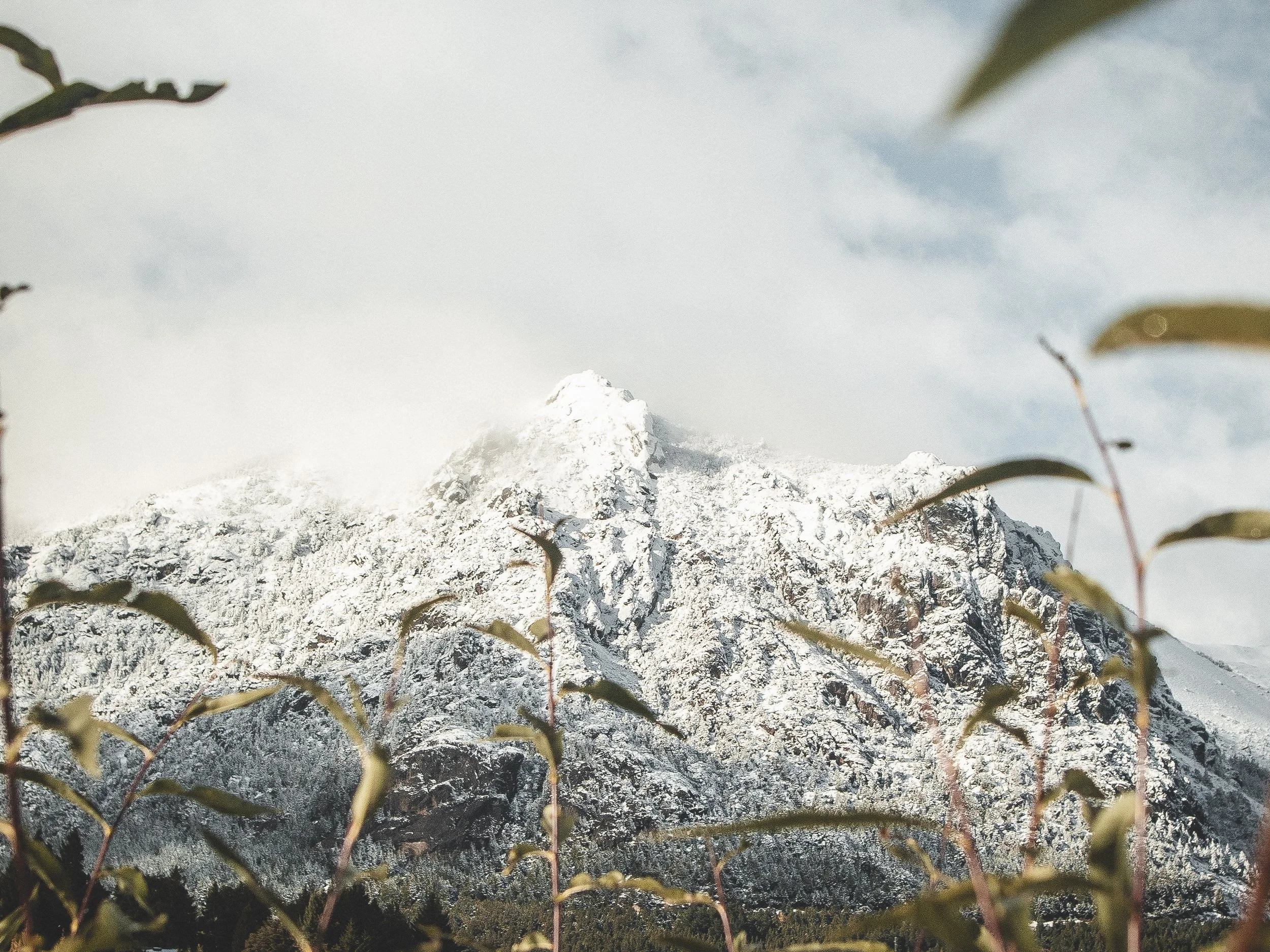 Montaña nevada con césped y hojas en primer plano en un día nublado.