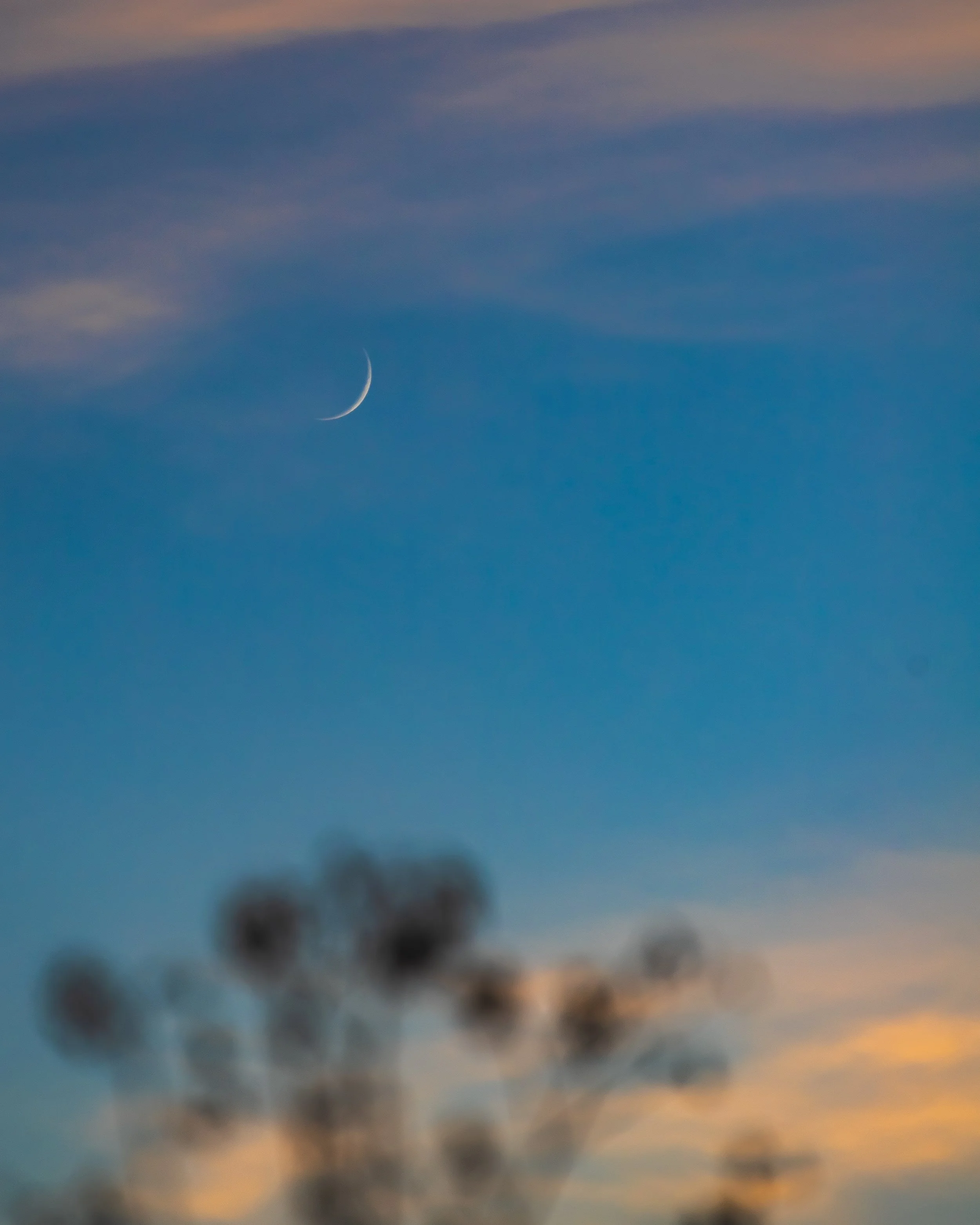 Luna en presencia en un cielo crepuscular con nubes rosadas y un árbol desenfocado en primer plano.