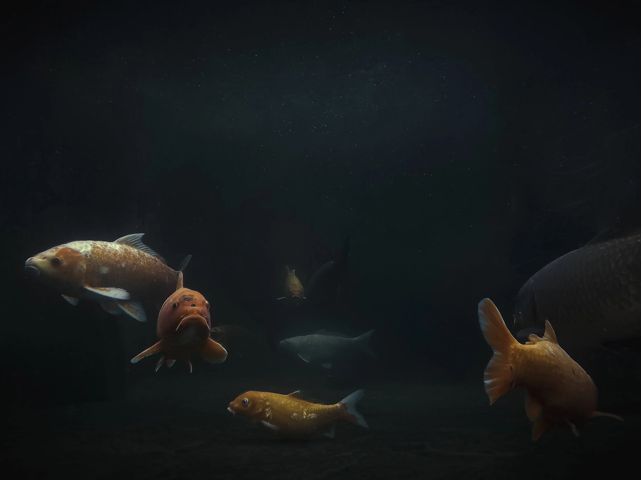 Varias pescados de diferentes tamaños y colores nadando en aguas oscuras.