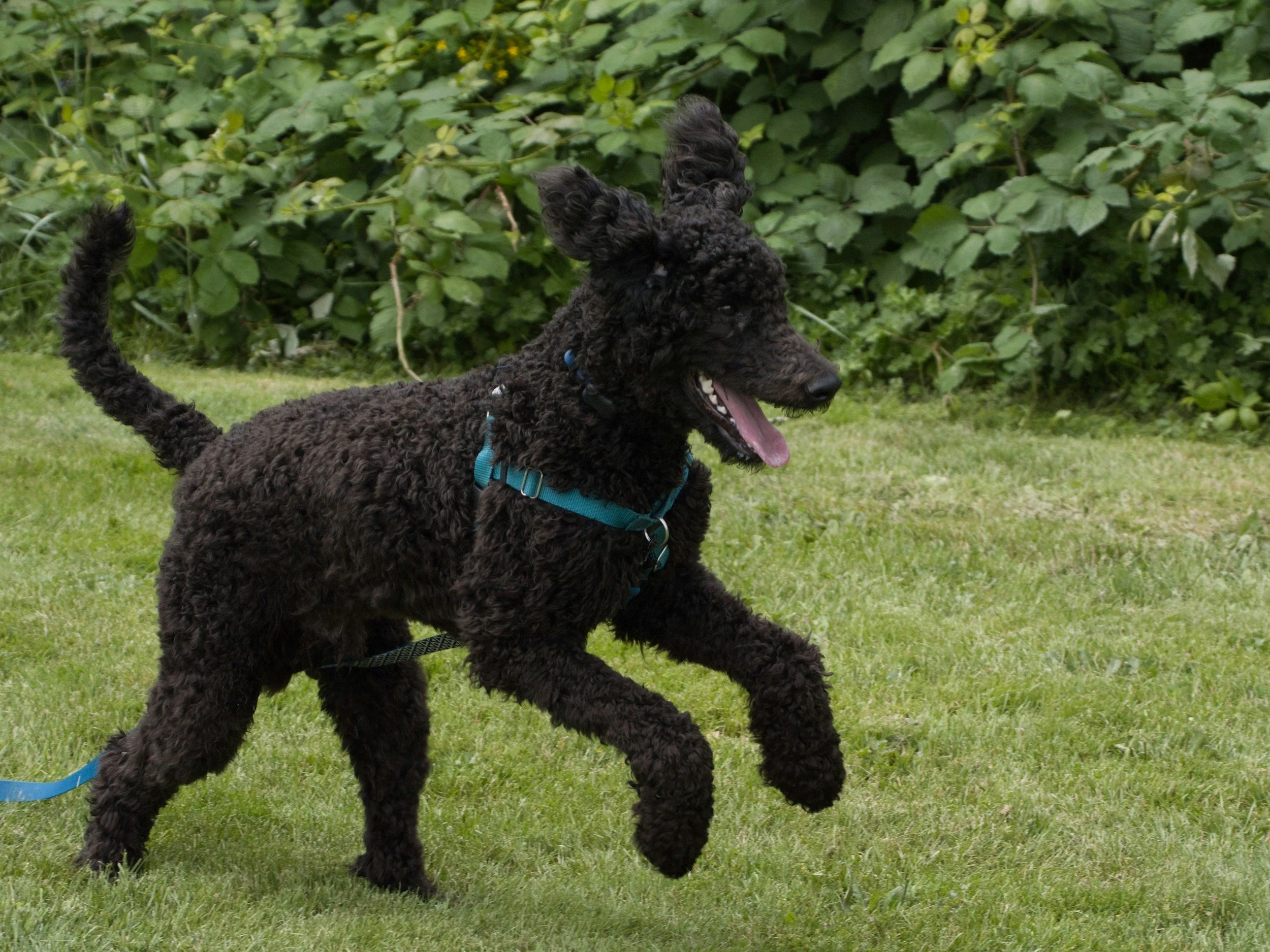 Photo of client dog leaping through a field.