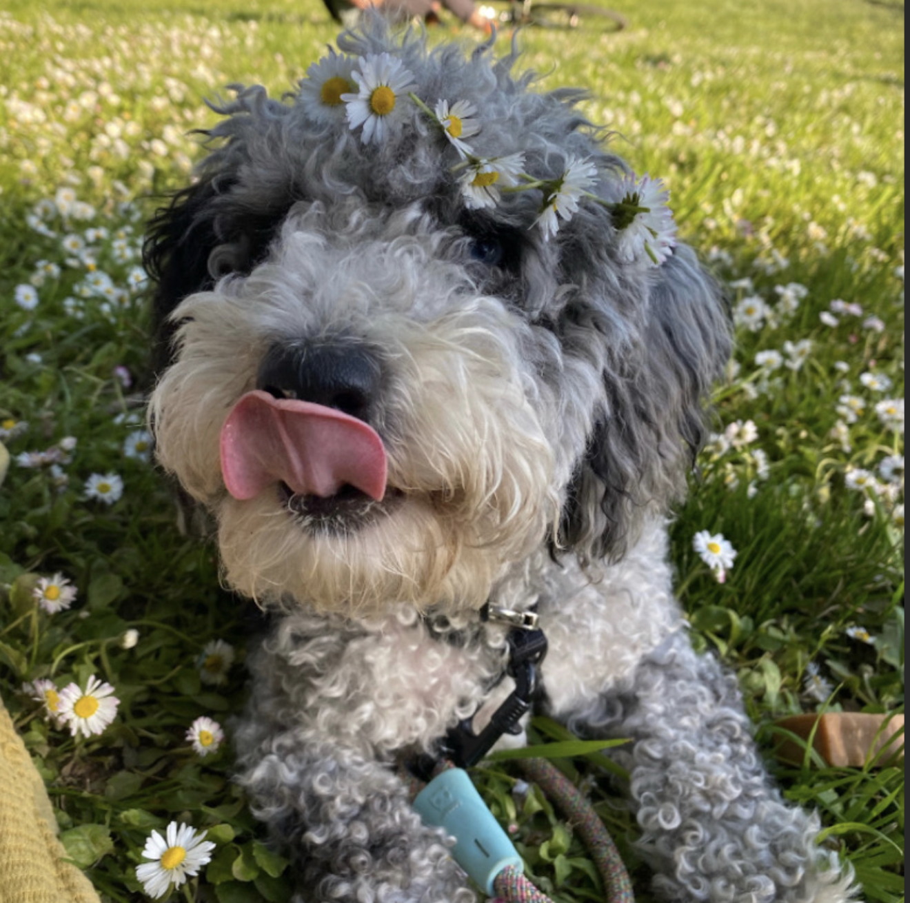 Dewey the poodle mix, laying in a field of daisies, wearing a flower crown and licking his lips.