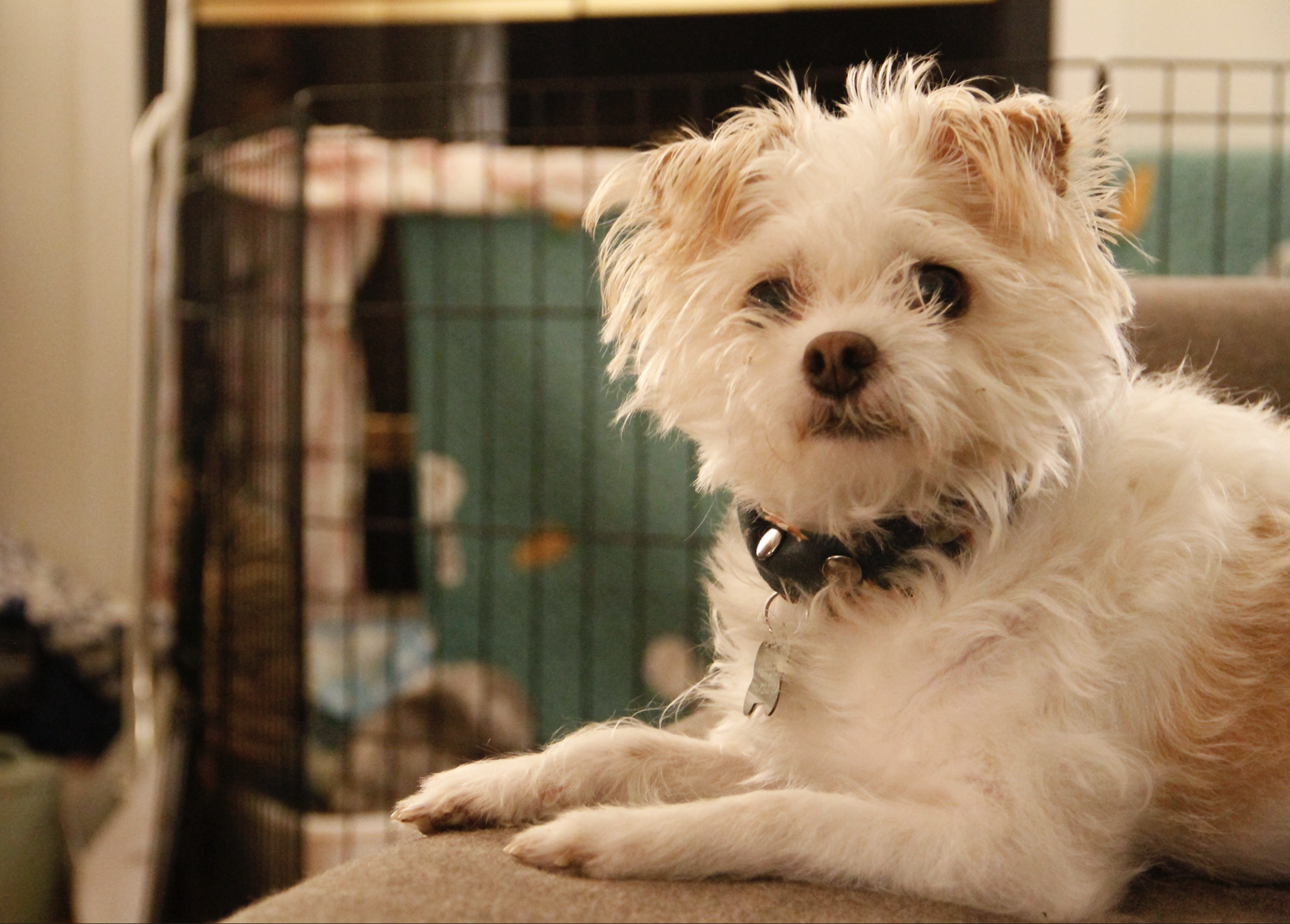 Photo of scruffy client dog, Peppers laying on the sofa.
