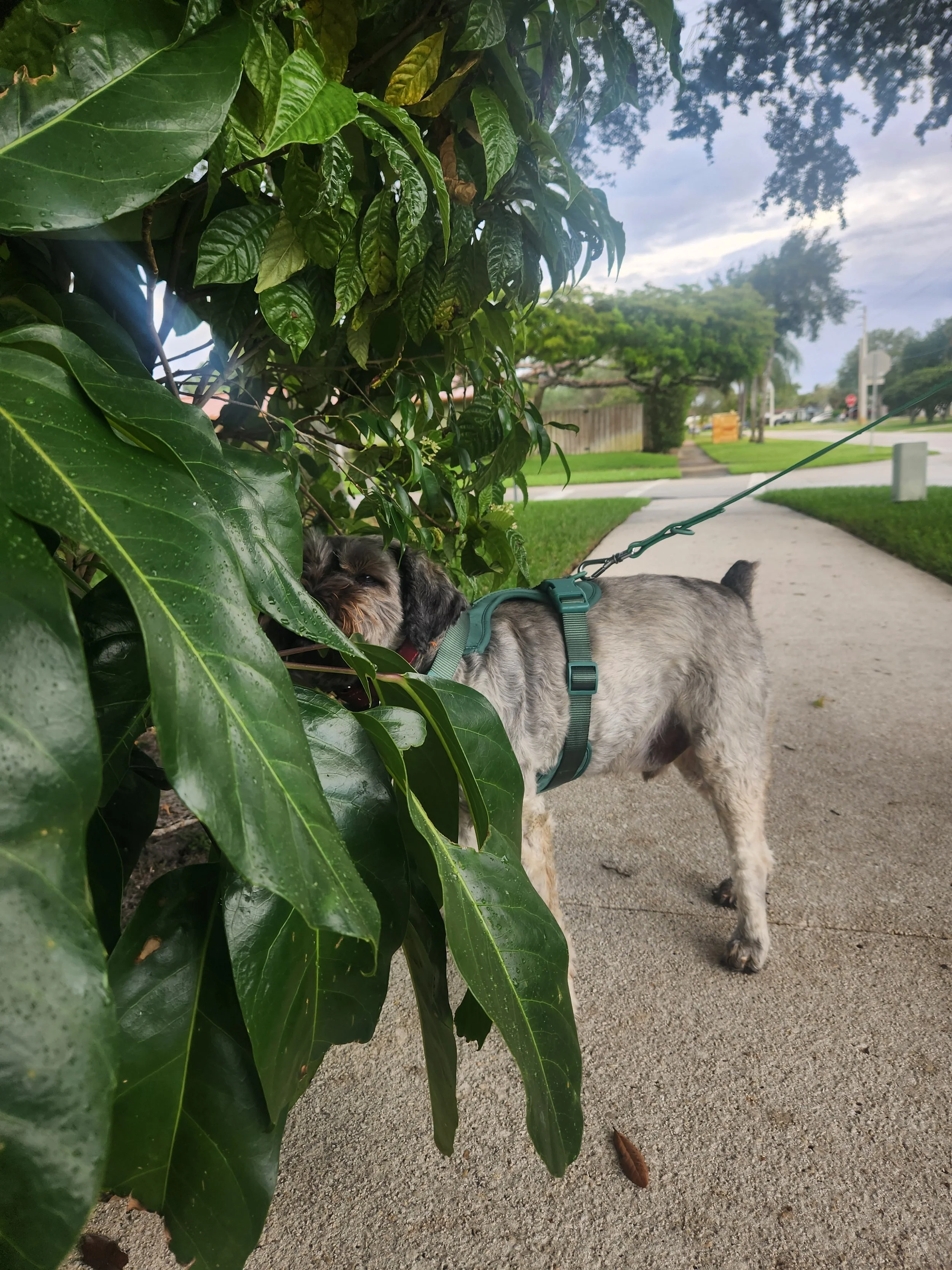 medum size dog wearing juniper color ajustable harness by grass