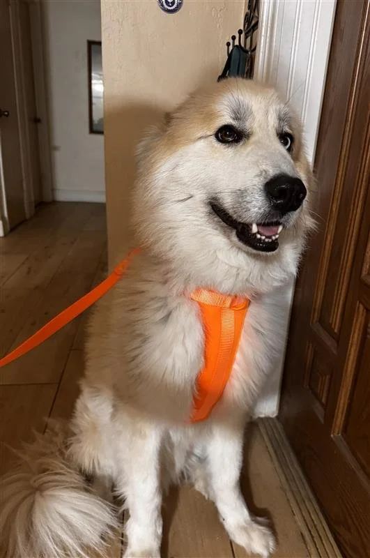 Big Dog wearing orange Clip & Wag dog harness  – lightweight, comfortable harness for everyday use.