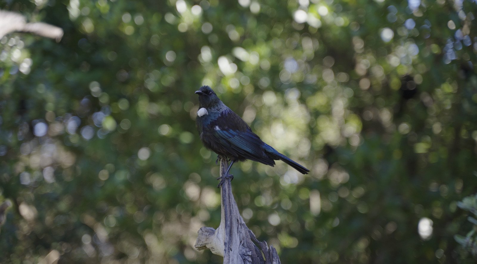 Auckland Nature Doco Still 03.jpeg