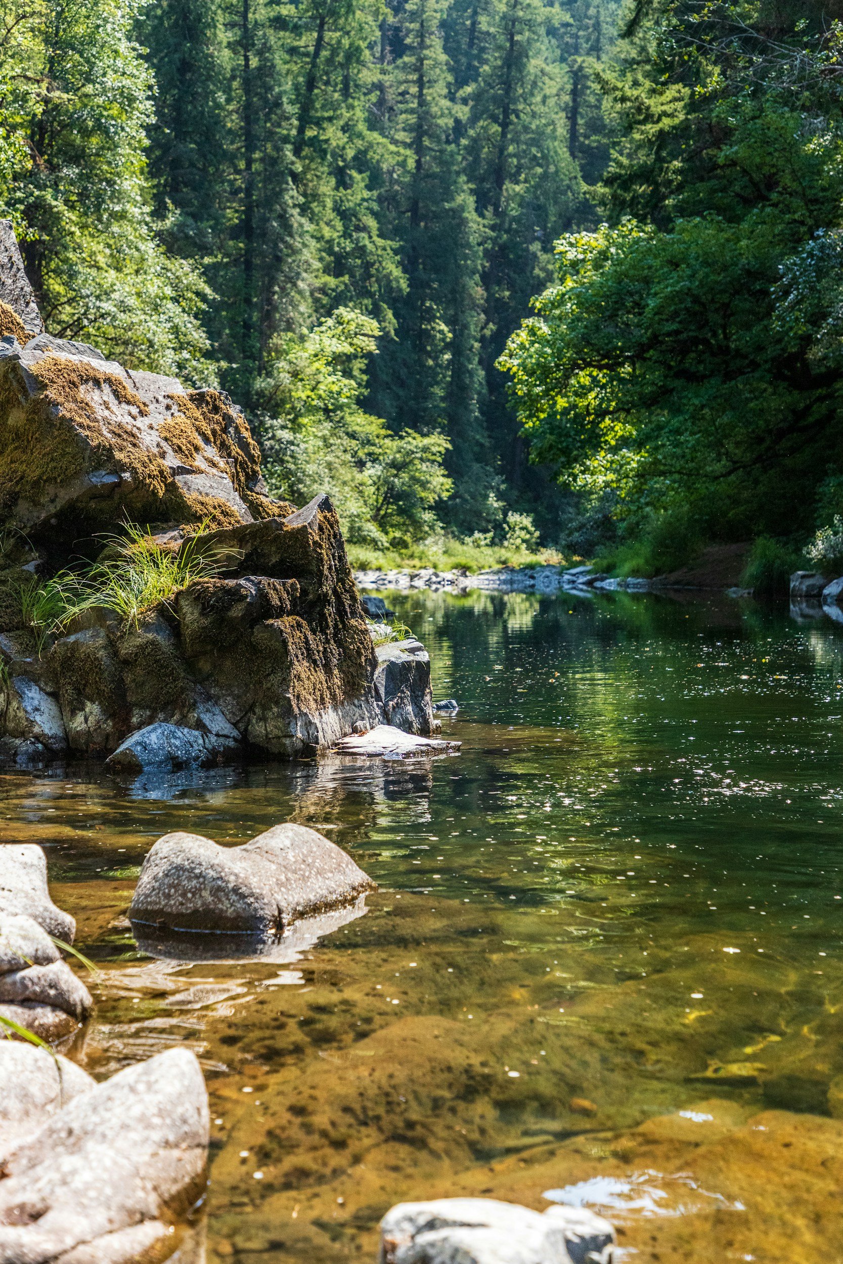 A river flowing through a forested landscape with rocks along the shoreline and green trees in the background.