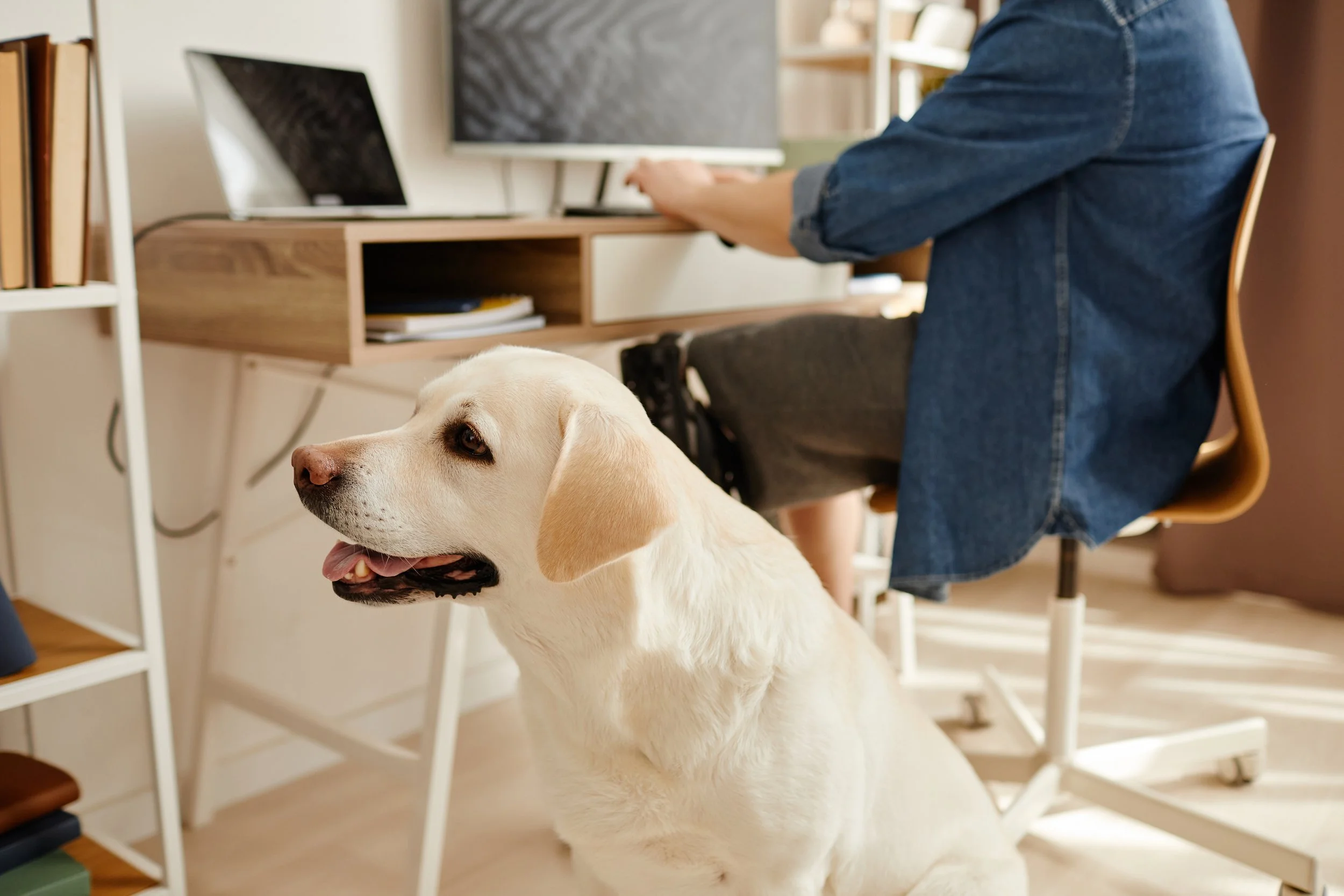 White labrador dog sitting next to man working at a computer desk from home.