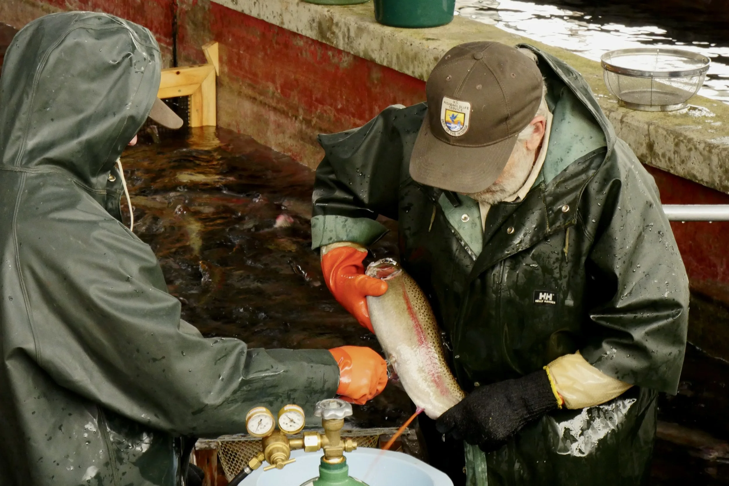 Beneath the Water’s Surface: Inside the Ennis National Fish Hatchery