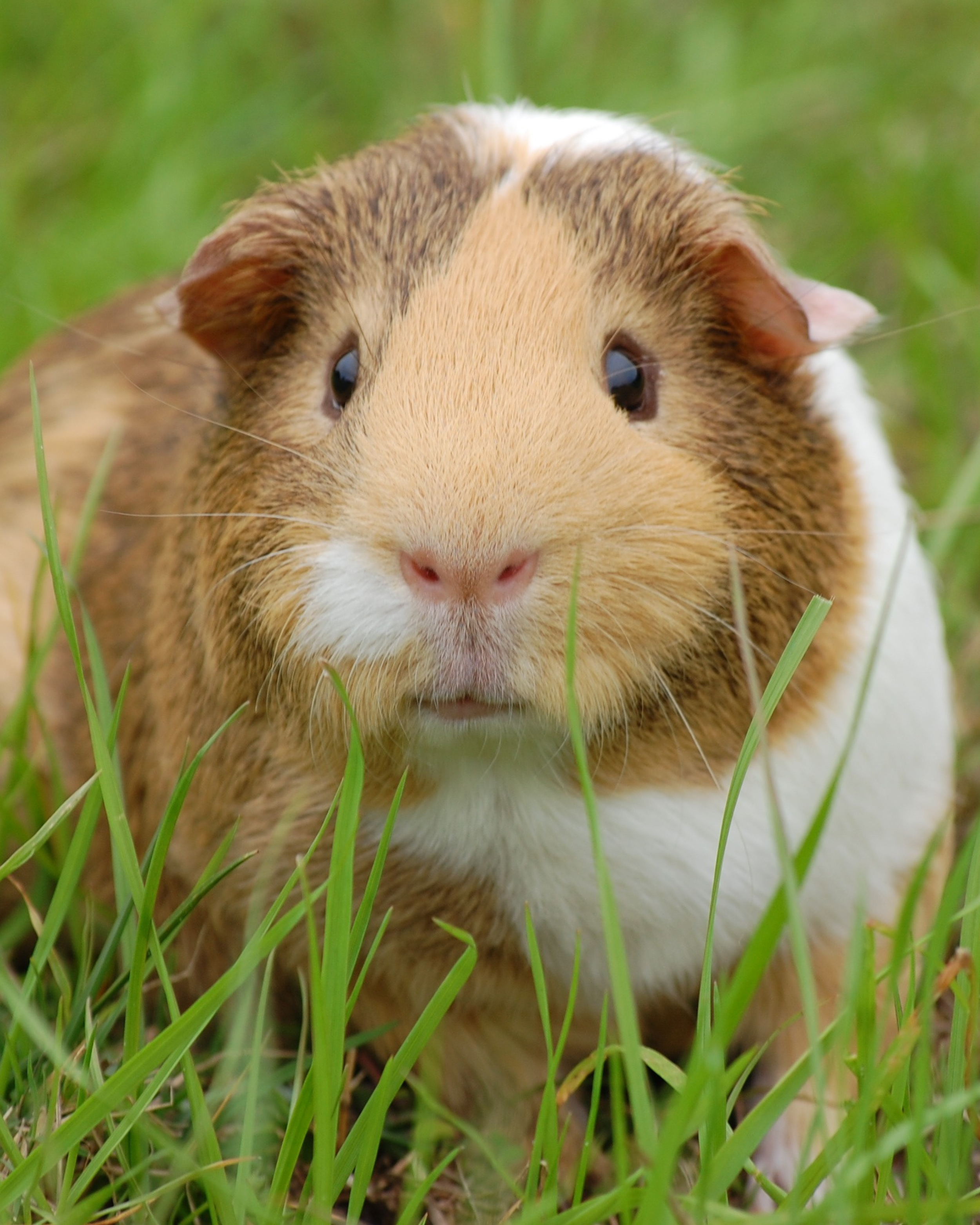 Lost Animal