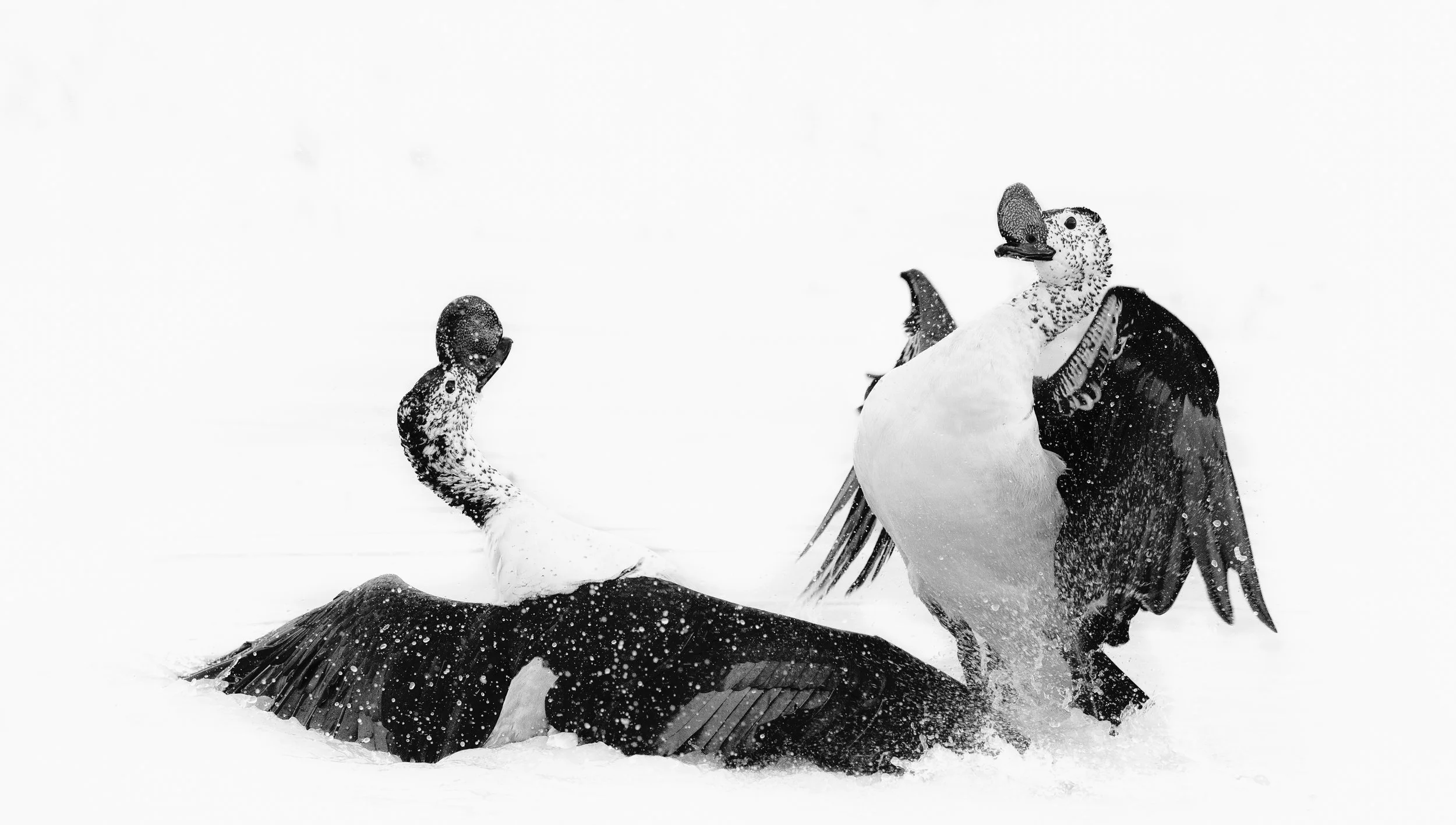 AnneKronschnabl_submission 2.jpg