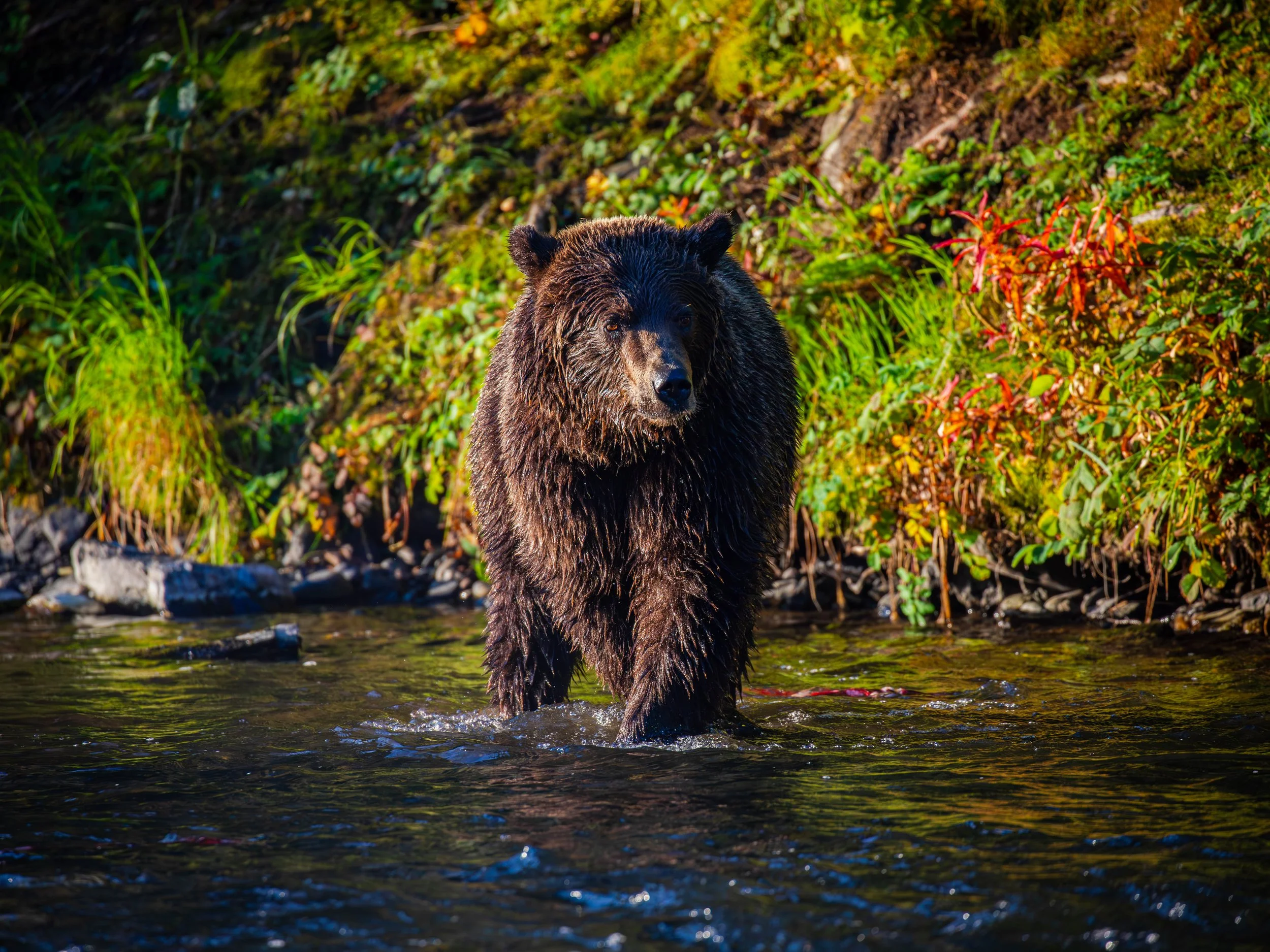 Alaska Raining Alaska Rain | Explore Alaska’s Wilderness Now