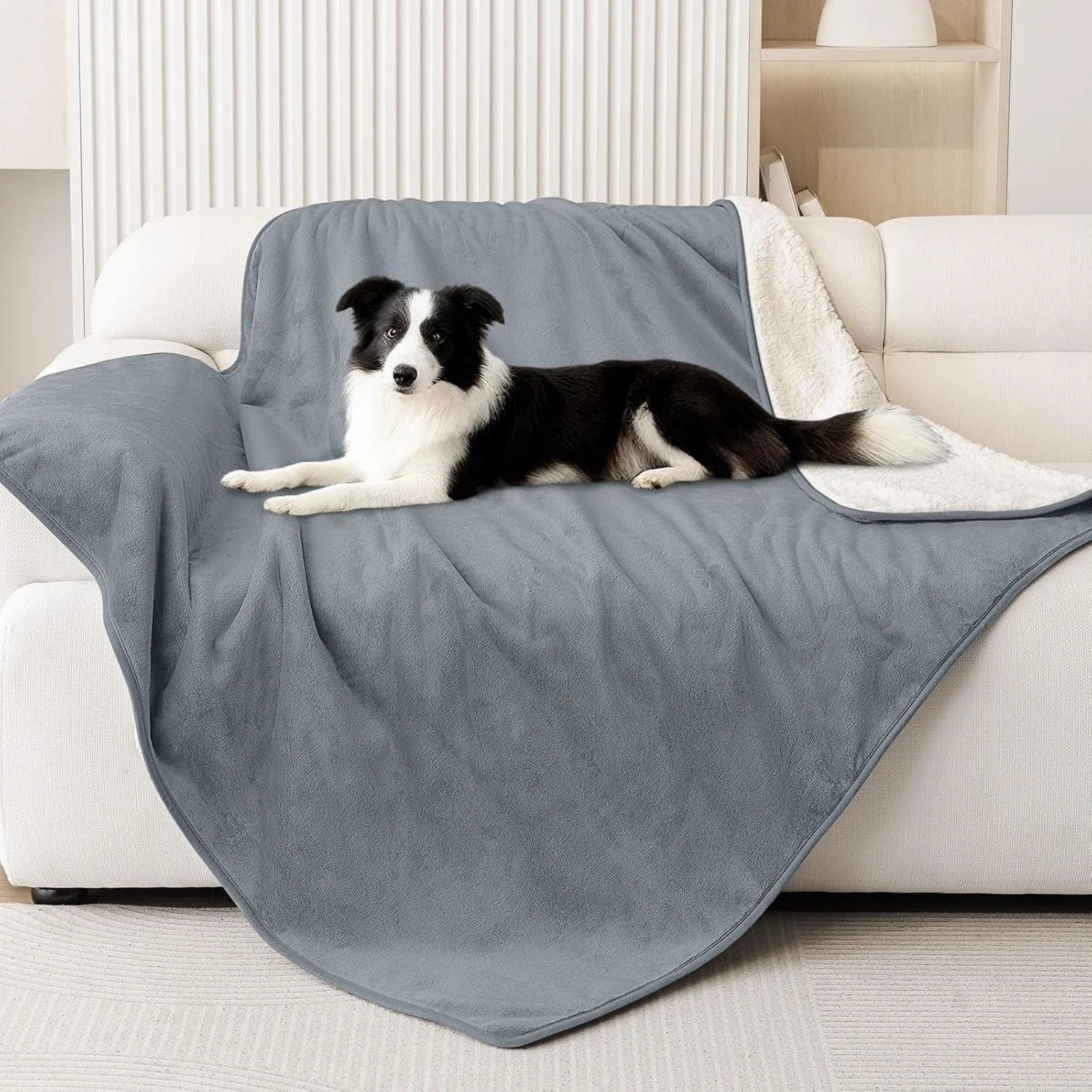 A black and white Border Collie dog lying on a blue blanket draped over a white couch in a living room.