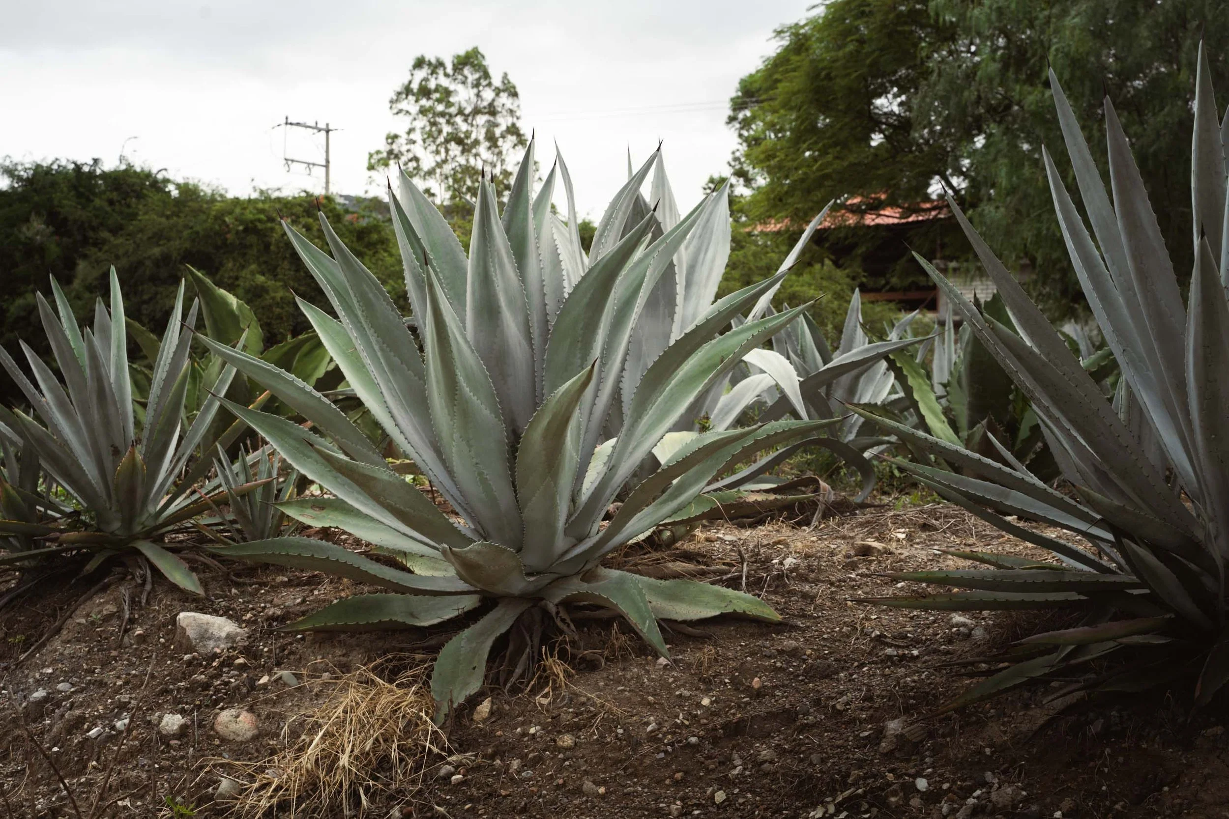 Agave tasting burleigh, tequila stool mezcal