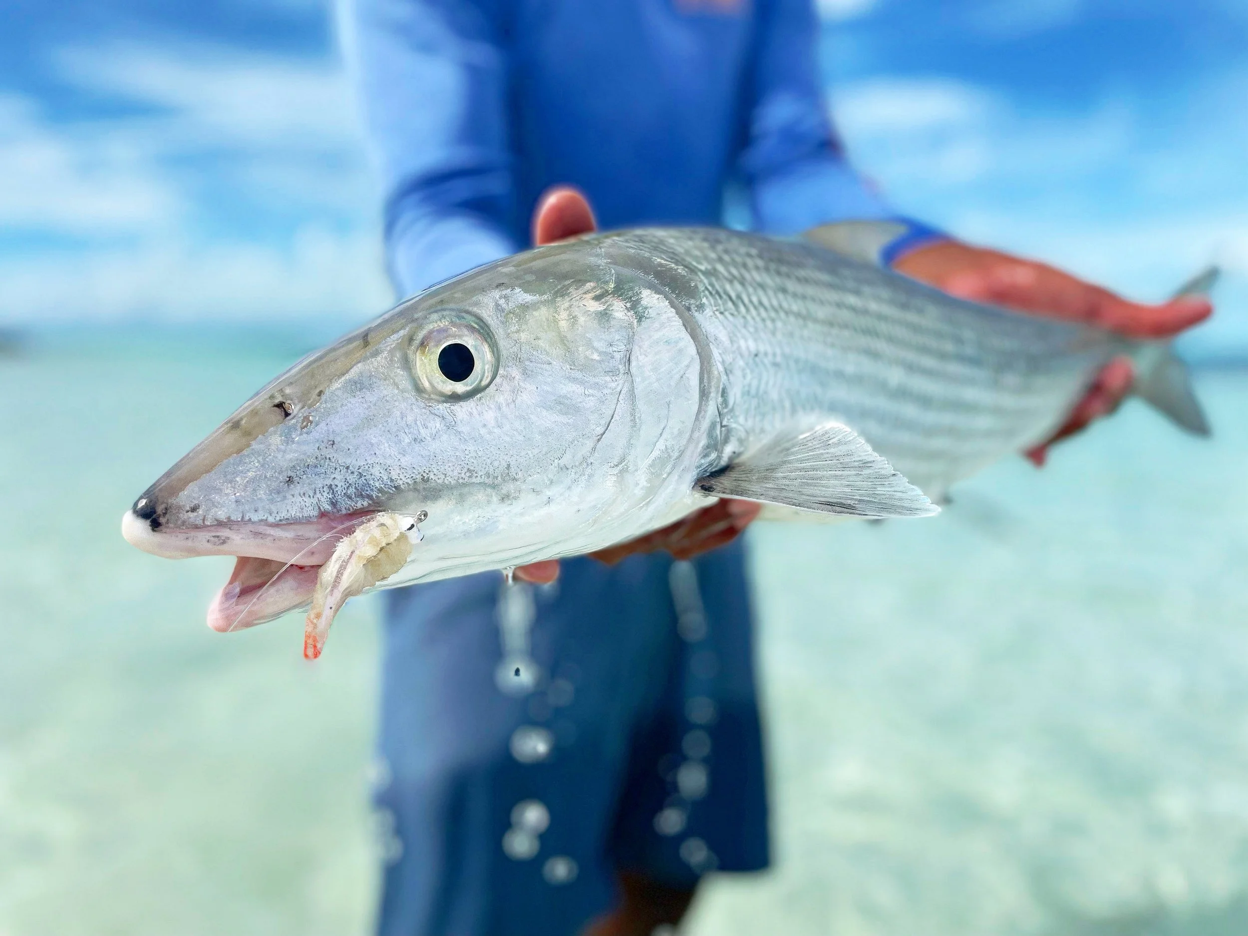 Close-up of a bonefish being held over the clear waters of Abaco.