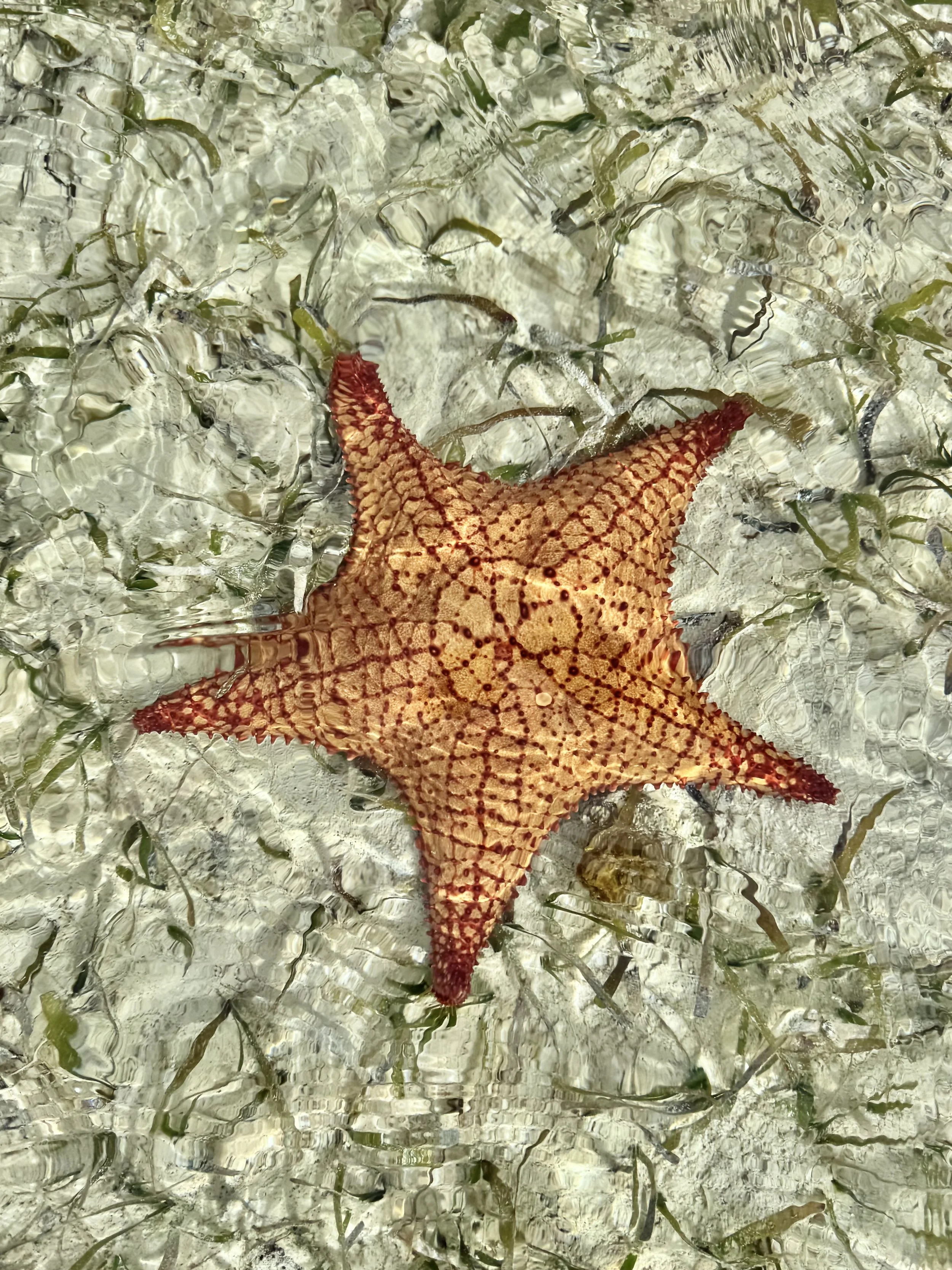 Cushion sea star resting in clear shallow water over a sandy bottom in The Bahamas.