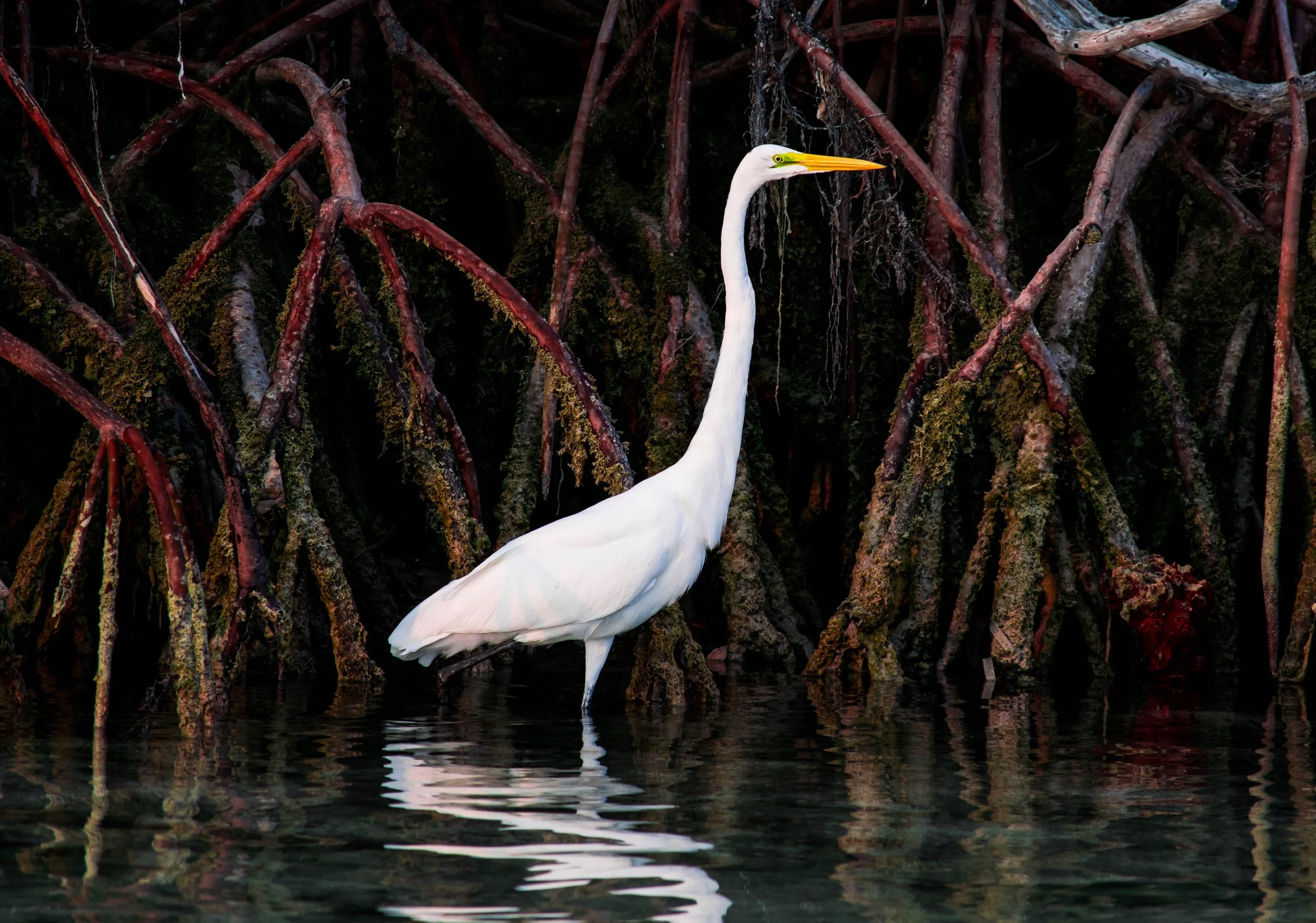 Great egret standing in shallow water among mangrove roots in Grand Bahama.